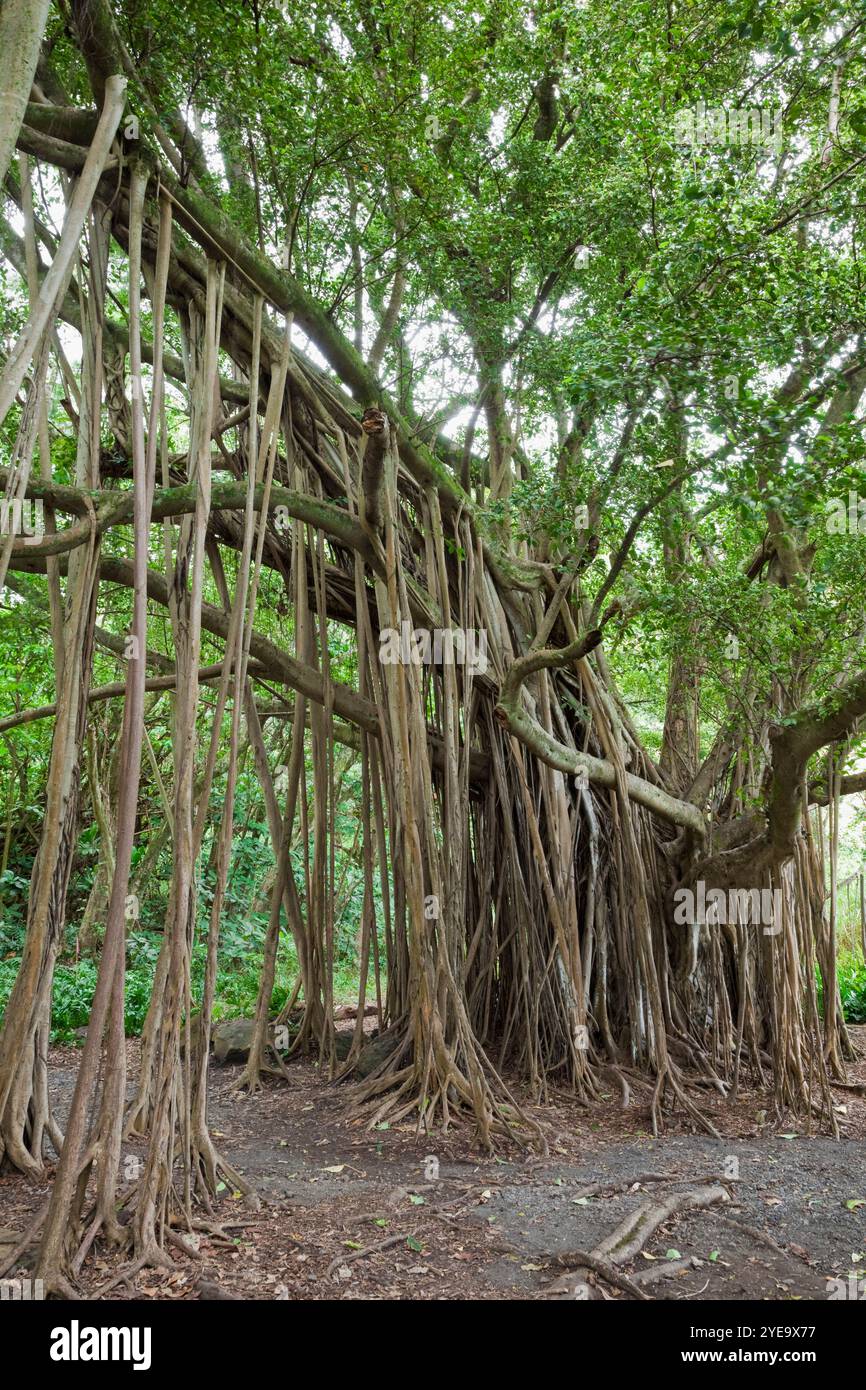 Banyan Tree am Ohe'o Gulch im Haleakala National Park, Maui, Hawaii, USA; Maui, Hawaii, Vereinigte Staaten von Amerika Stockfoto