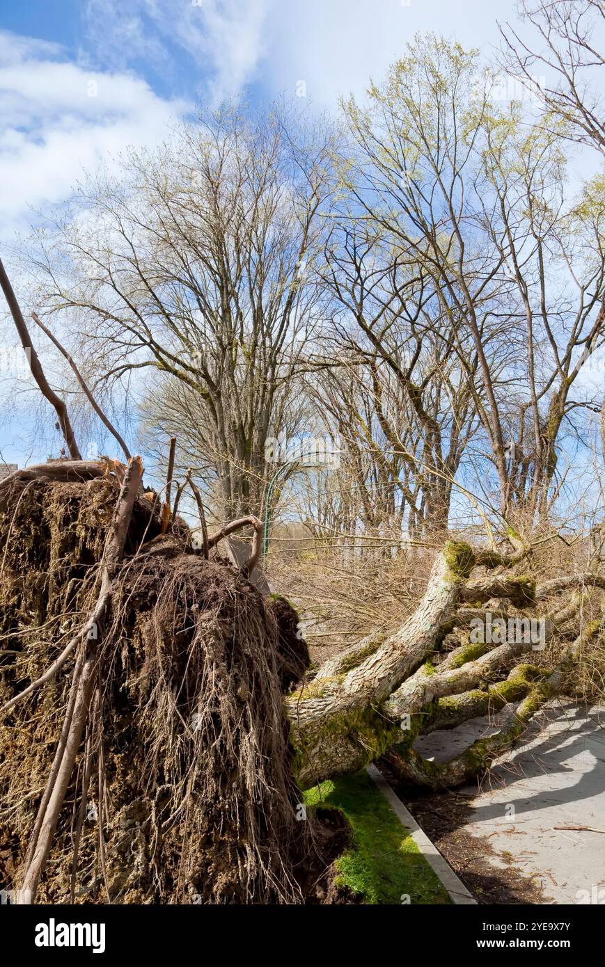 Entwurzelter Baum nach einem Sturm; Vancouver, British Columbia, Kanada Stockfoto