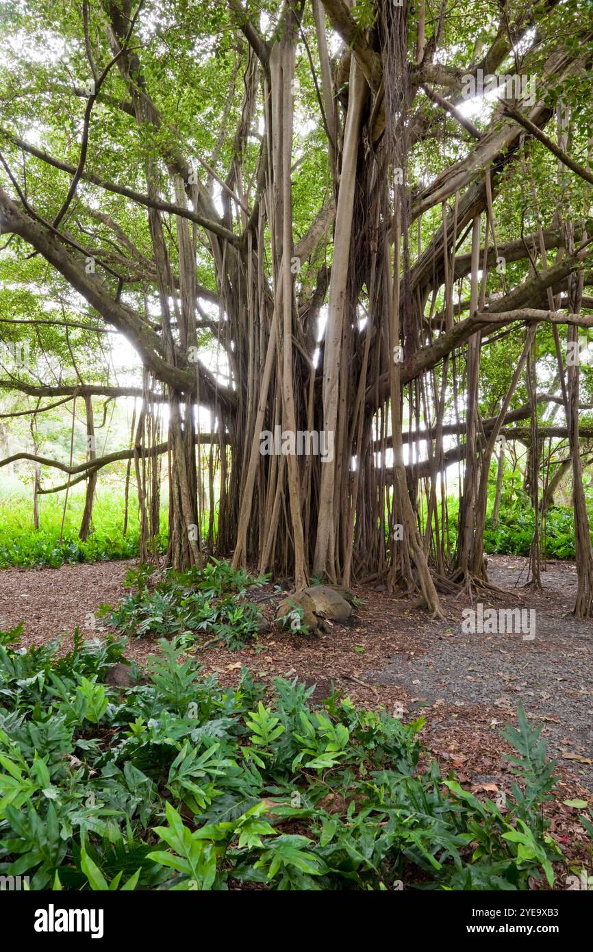 Banyan Tree am Ohe'o Gulch im Haleakala National Park, Maui, Hawaii, USA; Maui, Hawaii, Vereinigte Staaten von Amerika Stockfoto