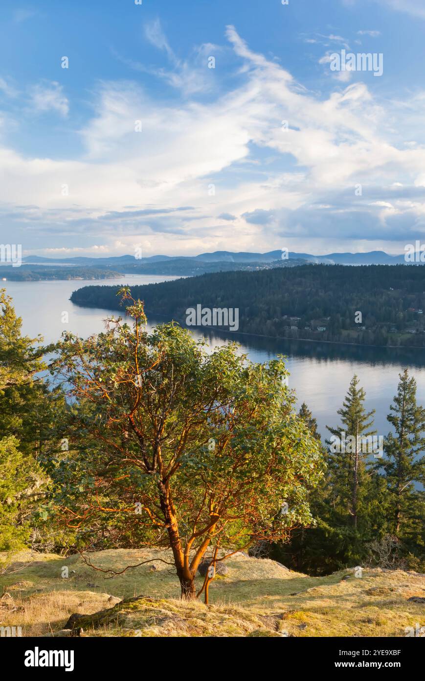 Arbutus-Baum (Arbutus menziesii) und Wald auf Reginald Hill, Salt Spring Island, BC, Kanada; British Columbia, Kanada Stockfoto