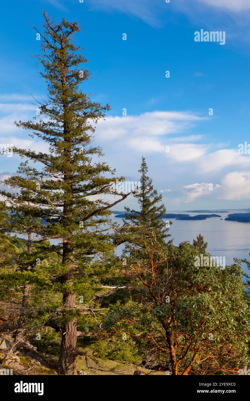 Arbutus-Baum (Arbutus menziesii) und Wald auf Reginald Hill, Salt Spring Island, BC, Kanada; British Columbia, Kanada Stockfoto