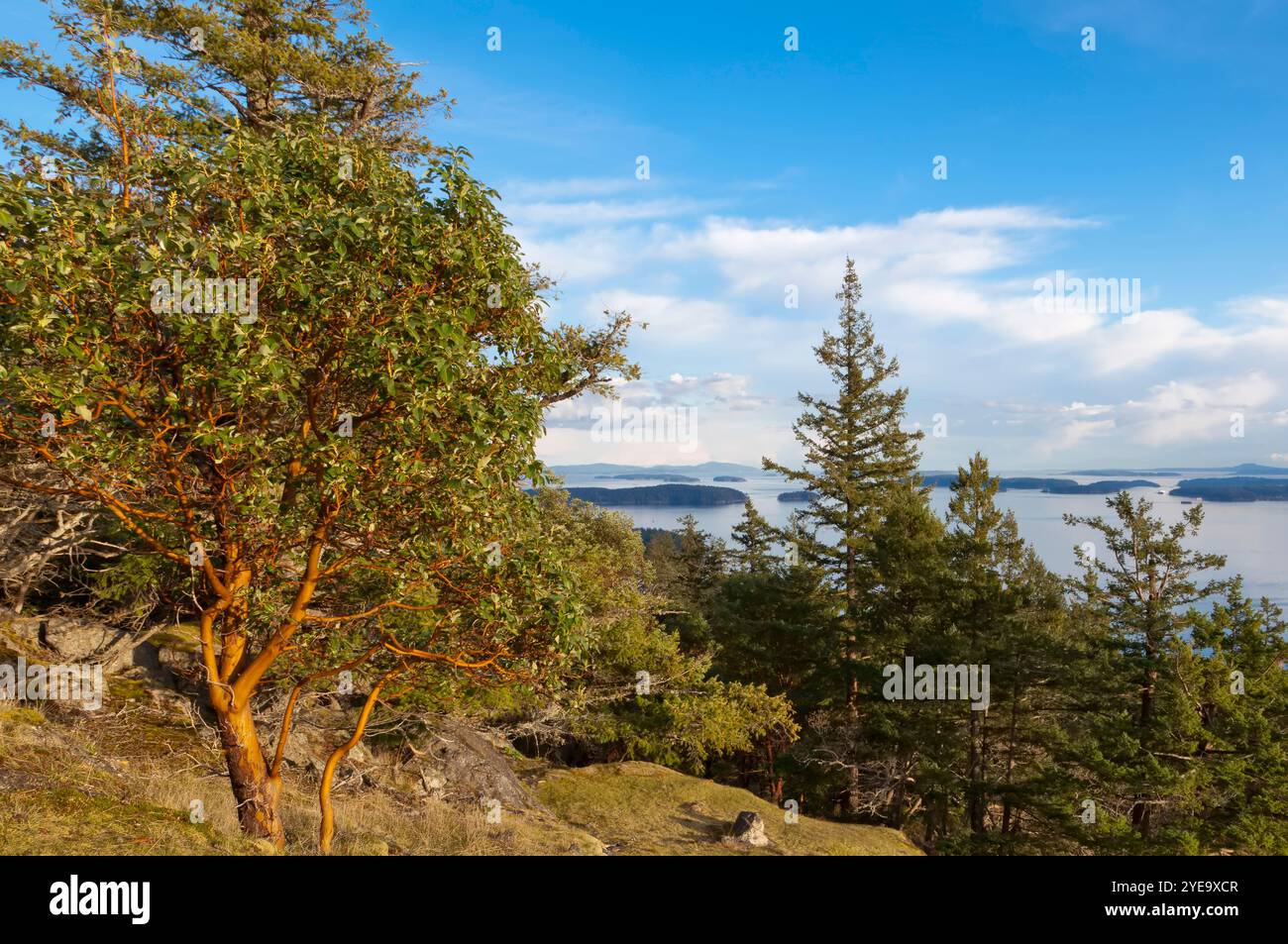 Arbutus-Baum (Arbutus menziesii) und Wald auf Reginald Hill, Salt Spring Island, BC, Kanada; British Columbia, Kanada Stockfoto
