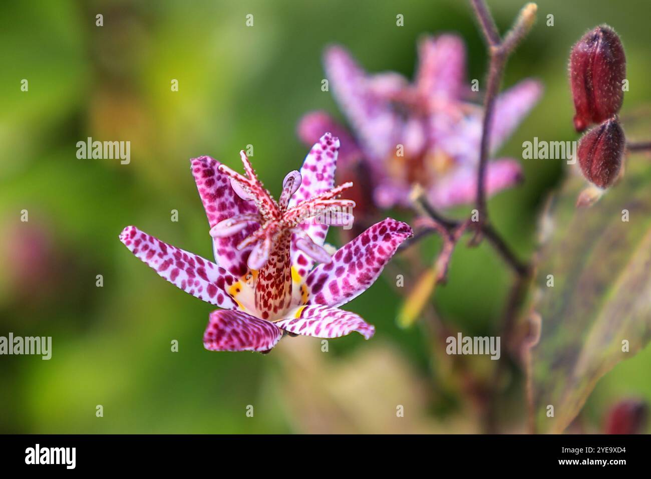 Die markanten magentafarbenen und weiß gefleckten Blüten einer Krötenlilie, Tricyrtis hirta 'Sinonome', RHS Bridgewater Garden, Greater Manchester, England, UK Stockfoto