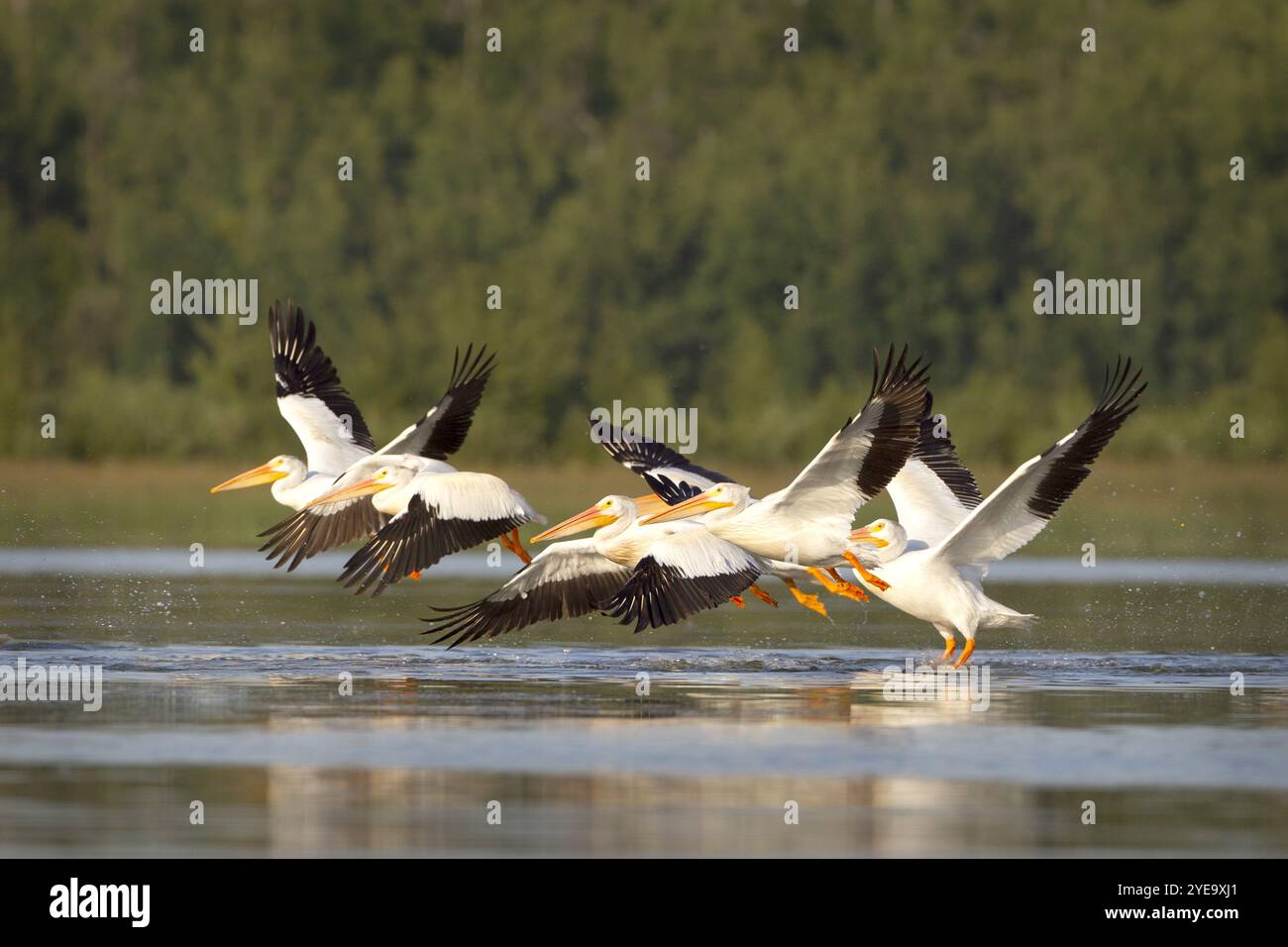 Pelicans (Pelecanus erythrorhynchos) fliegen tief über der Wasseroberfläche im Elk Island National Park, Alberta, Kanada Stockfoto