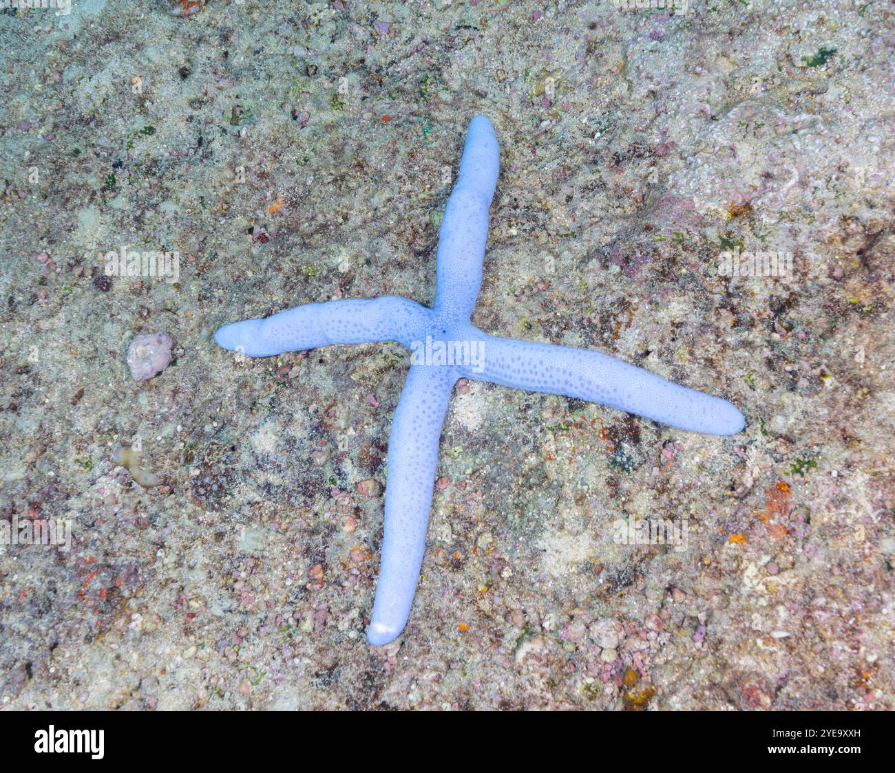 Blue Sea Star (Seestern) - Unterwasserbild beim Tauchen auf Havelock Island (Andaman, Indien) Stockfoto