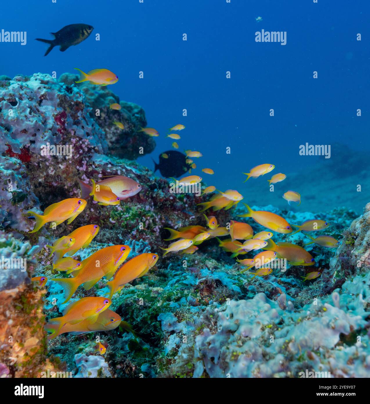 Unterwasserbild beim Tauchen auf Havelock Island (Andaman, Indien) Stockfoto
