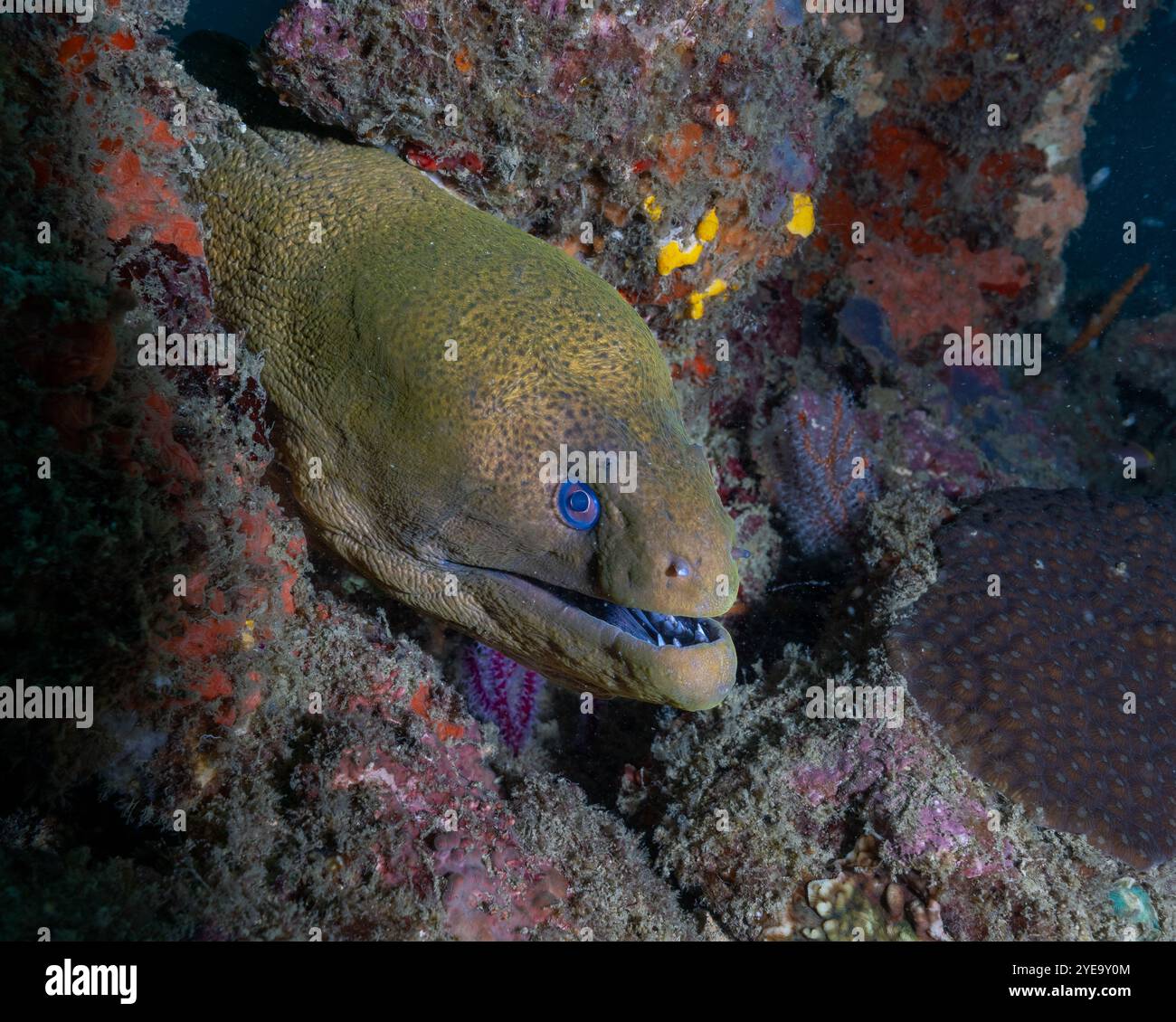 Moray Ael - Unterwasserbild, aufgenommen während des Tauchens auf Havelock Island (Andaman, Indien) Stockfoto