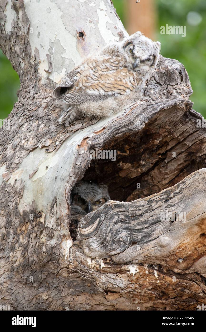 Zwei Küken der Großhorneule (Bubo virginianus) an ihrem Baumnest, von denen eine auf der Höhle lag und die andere ... aus der Nesthöhle blickte Stockfoto