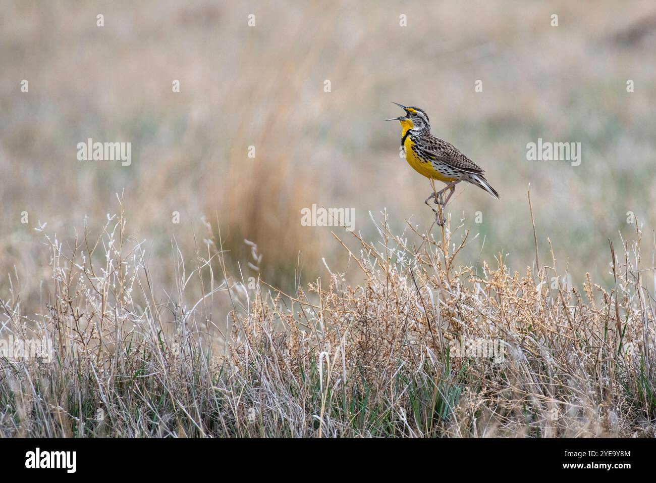 Porträt eines Westernlarks (Sturnella neglecta), der auf den hohen Gräsern des Rocky Mountain Arsenal National Wildlife Refuge singt Stockfoto