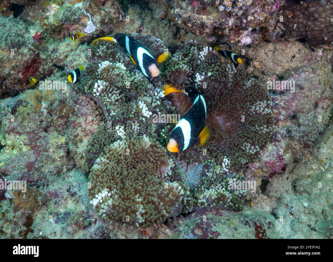 Clownfisch und Seeanemone – Unterwasserbild beim Tauchen auf Havelock Island (Andaman, Indien) Stockfoto