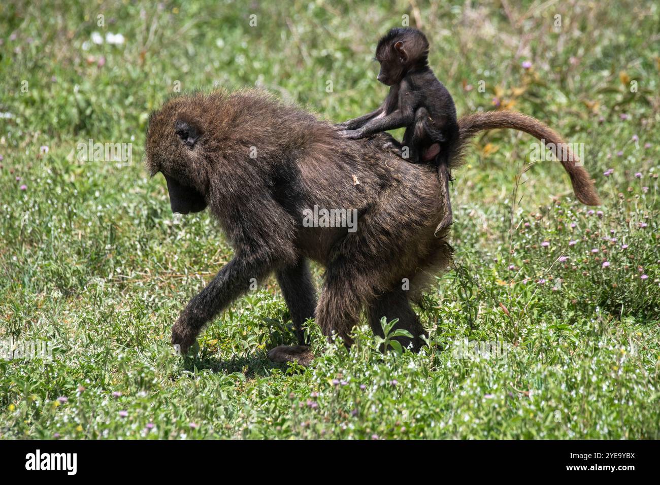 Porträt eines weiblichen Olivenpavians (Papio anubis), der im Ngorongoro-Krater, Tansania, mit einem Babypaan auf dem Rücken über das Grasland wandert Stockfoto