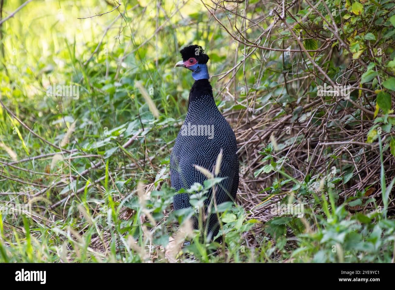 Porträt eines Guineafowls (Guttera pucherani), der in den Büschen des Lake Manyara National Park in Tansania steht Stockfoto