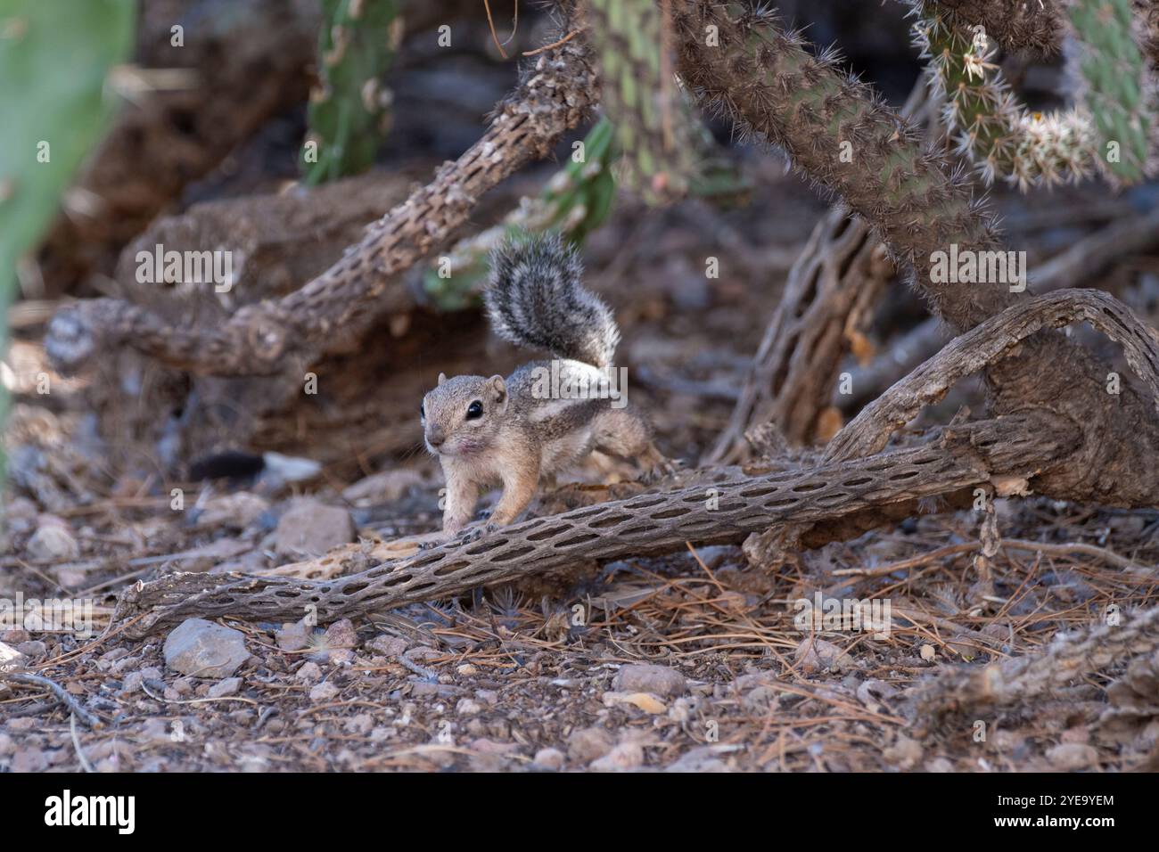 Porträt eines Harris-Antilopenhörnchens (Ammospermophilus harrisii), der auf Wurzeln steht und auf die Kamera in den Chiricahua Mountains nahe Portal blickt Stockfoto