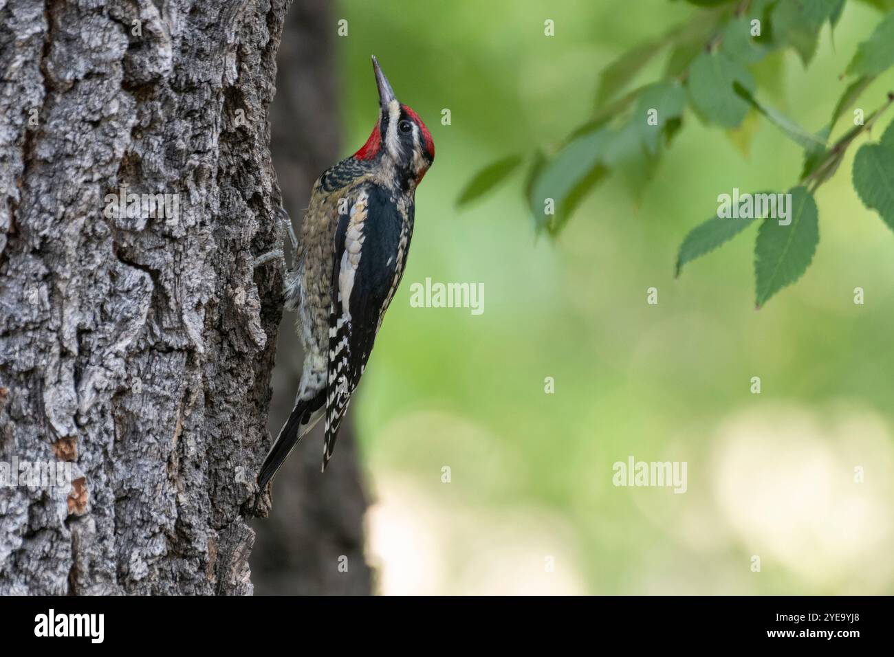 Nahaufnahme eines Rotschnappsapsuckers (Sphyrapicus nuchalis), der auf der Seite eines Baumes auf der Cave Creek Ranch in den Chiricahua Mountains von ... thronte Stockfoto