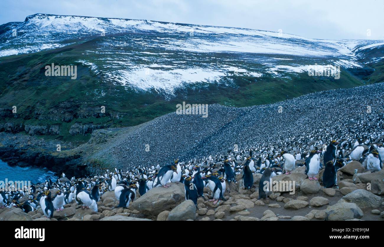 Malerischer Blick auf eine riesige Kolonie eines „Flusses Macaronis“, Macaroni-Pinguine (Eudyptes chrysolophus) am felsigen, hügeligen Ufer Stockfoto