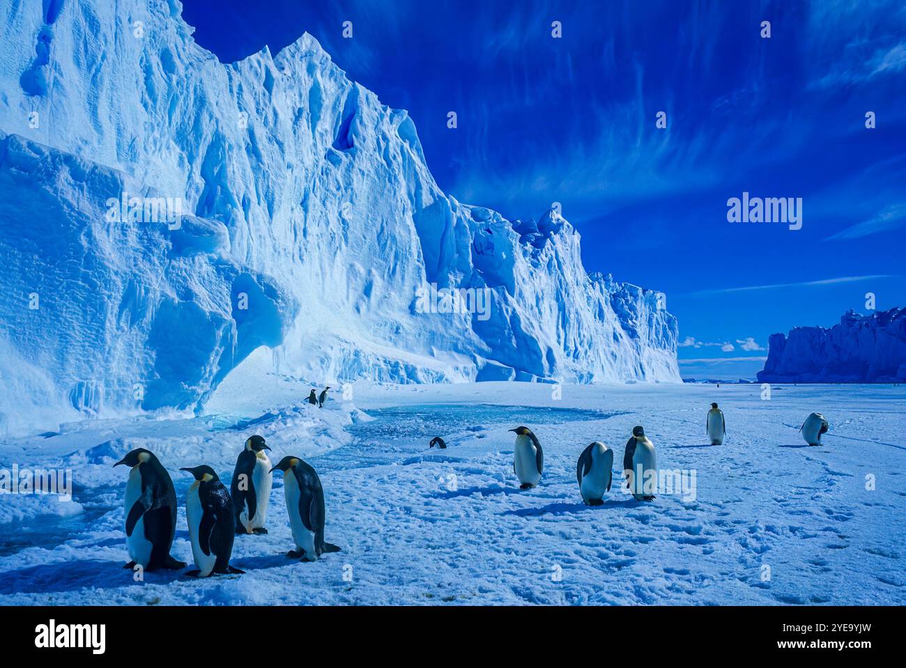 Kaiserpinguine (Aptenodytes forsteri), die unter einem hellen, blauen Himmel neben einem Eiswall über den Eisschild laufen, Auster Colony an der Mawson Coast... Stockfoto