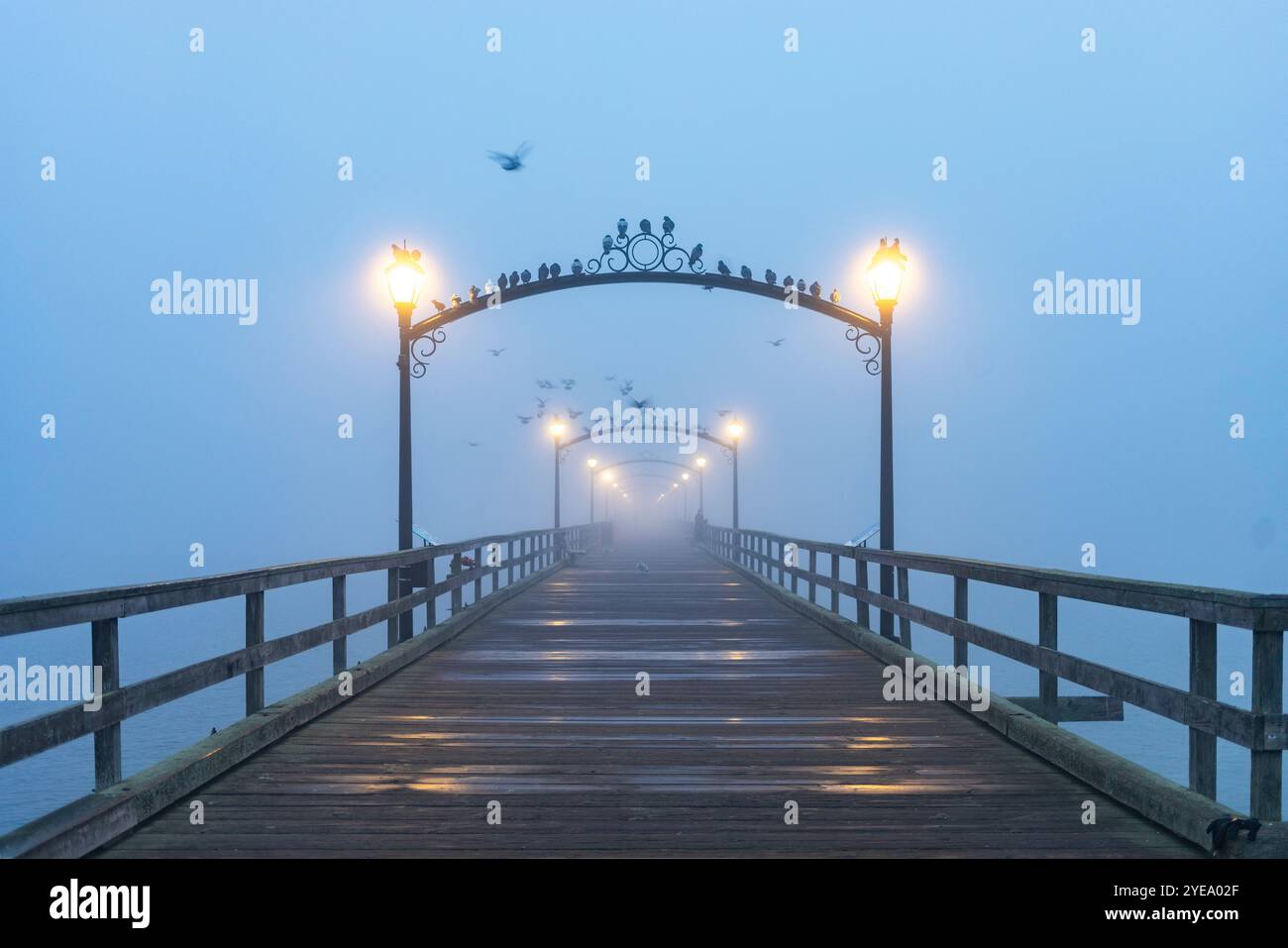 Vögel fliegen über den White Rock Pier mit Lichtern im Nebel; White Rock, British Columbia, Kanada Stockfoto