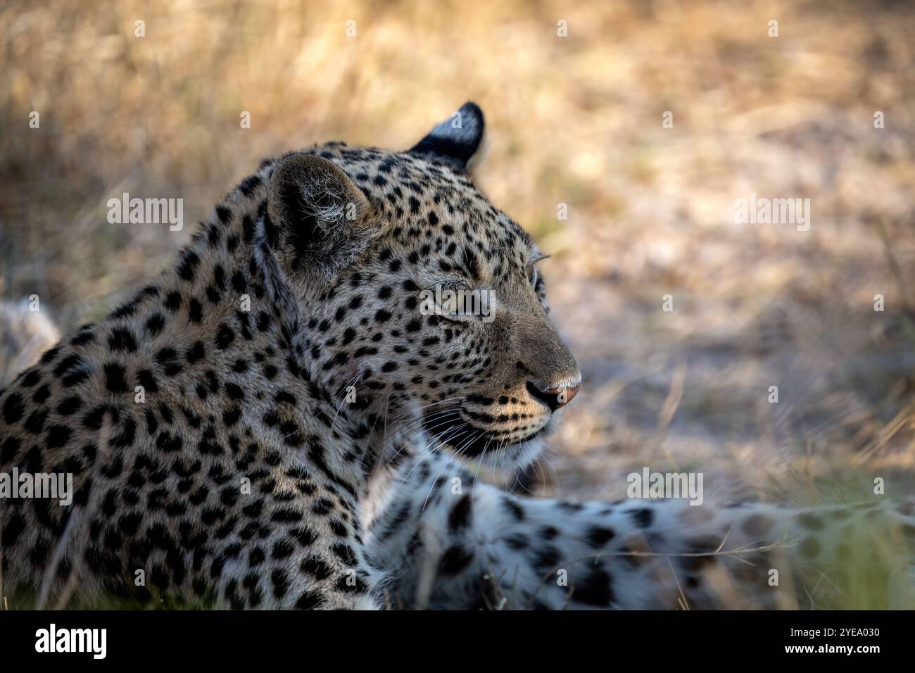 Panthera pardus pardus ist die nominierte Unterart des Leoparden, die in vielen Ländern Afrikas beheimatet ist. Stockfoto Panthera pardus pardus ist die nominierte Unterart des Leoparden, die in vielen Ländern Afrikas beheimatet ist. Stockfoto