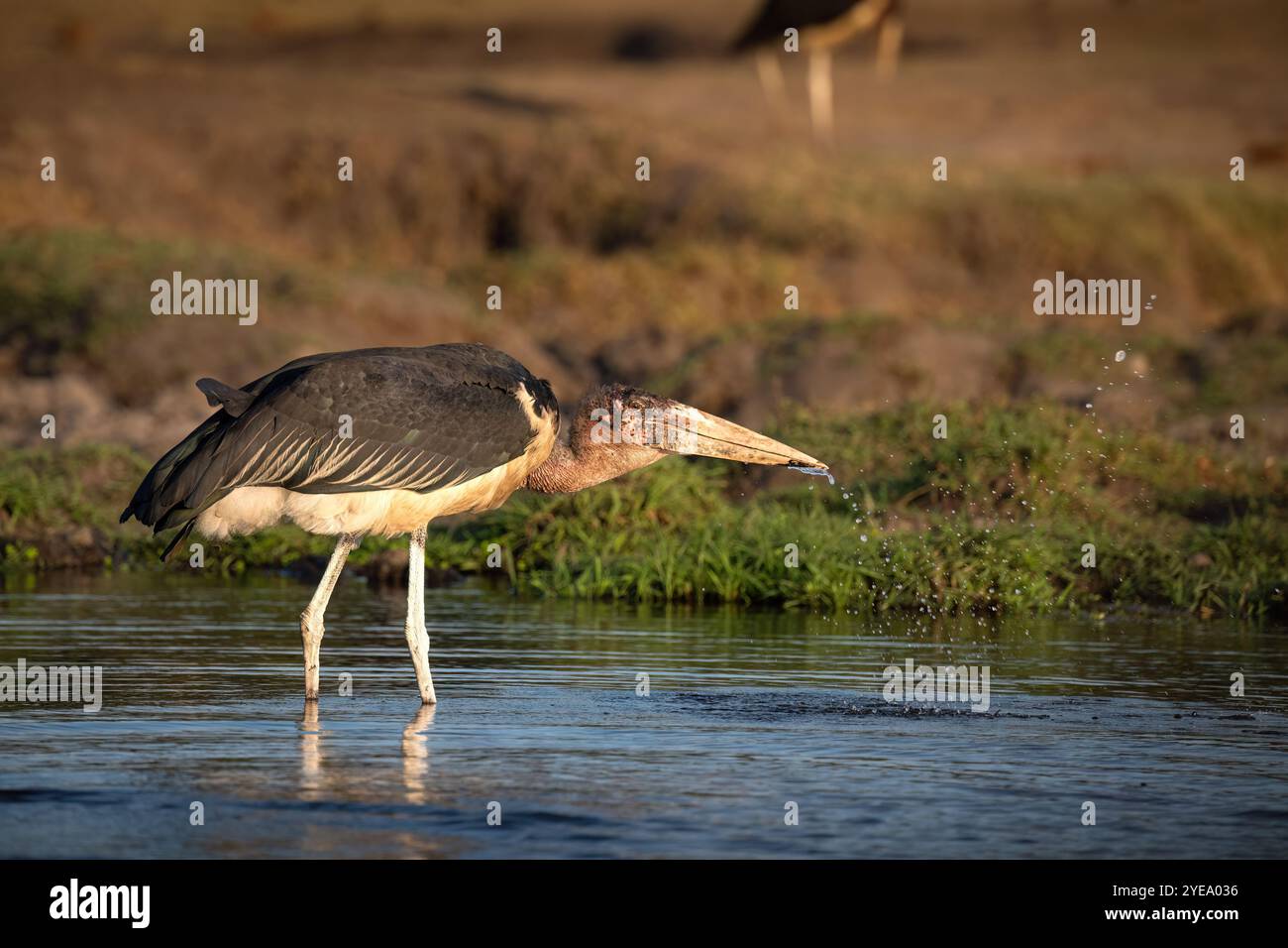 Der Maraboustorch (Leptoptilos crumenifer) ist ein großer Watvogel aus der Storchfamilie Ciconiidae, der in Afrika südlich der Sahara beheimatet ist. Stockfoto Der Maraboustorch (Leptoptilos crumenifer) ist ein großer Watvogel aus der Storchfamilie Ciconiidae, der in Afrika südlich der Sahara beheimatet ist. Stockfoto