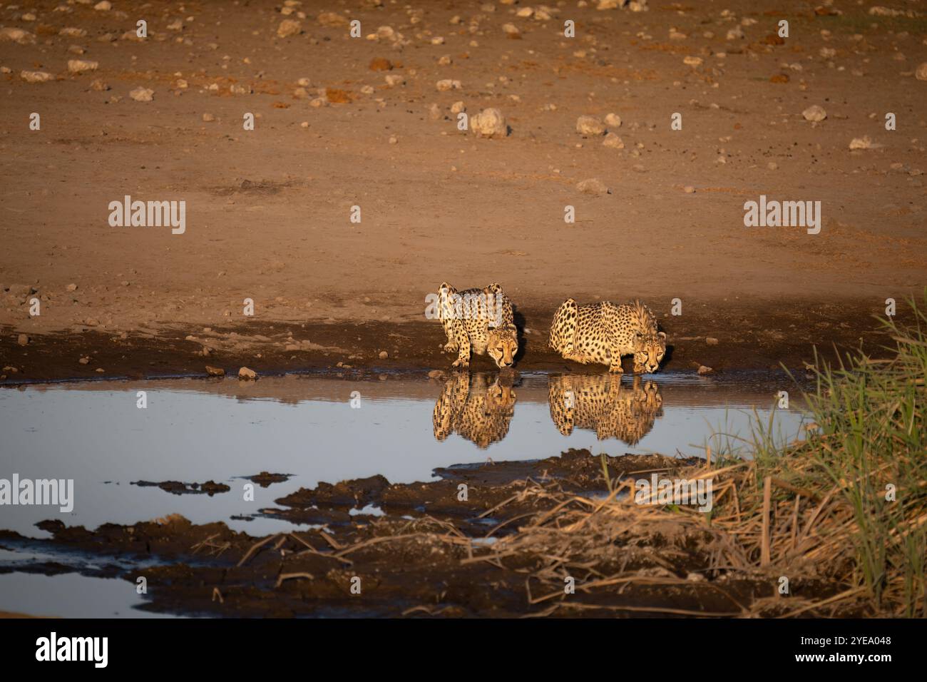 Gepard trinkt aus dem Wasserloch mit schöner Reflexion Stockfoto Gepard trinkt aus dem Wasserloch mit schöner Reflexion Stockfoto