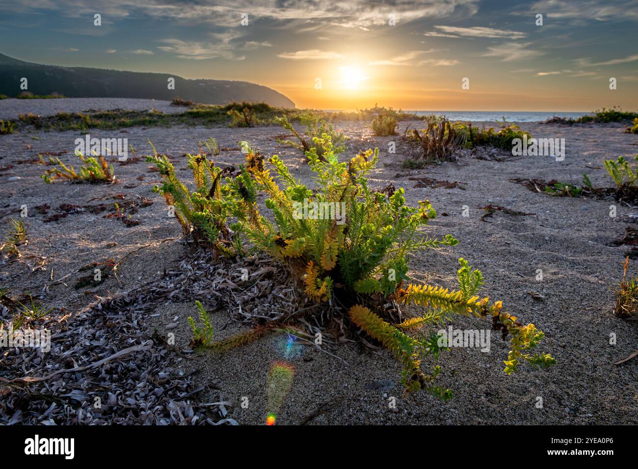 Robuste Pflanzen, die an einem Strand mit Sonnenuntergang über dem Meer gedeihen. Natur, Ökologie und Umwelt. Stockfoto