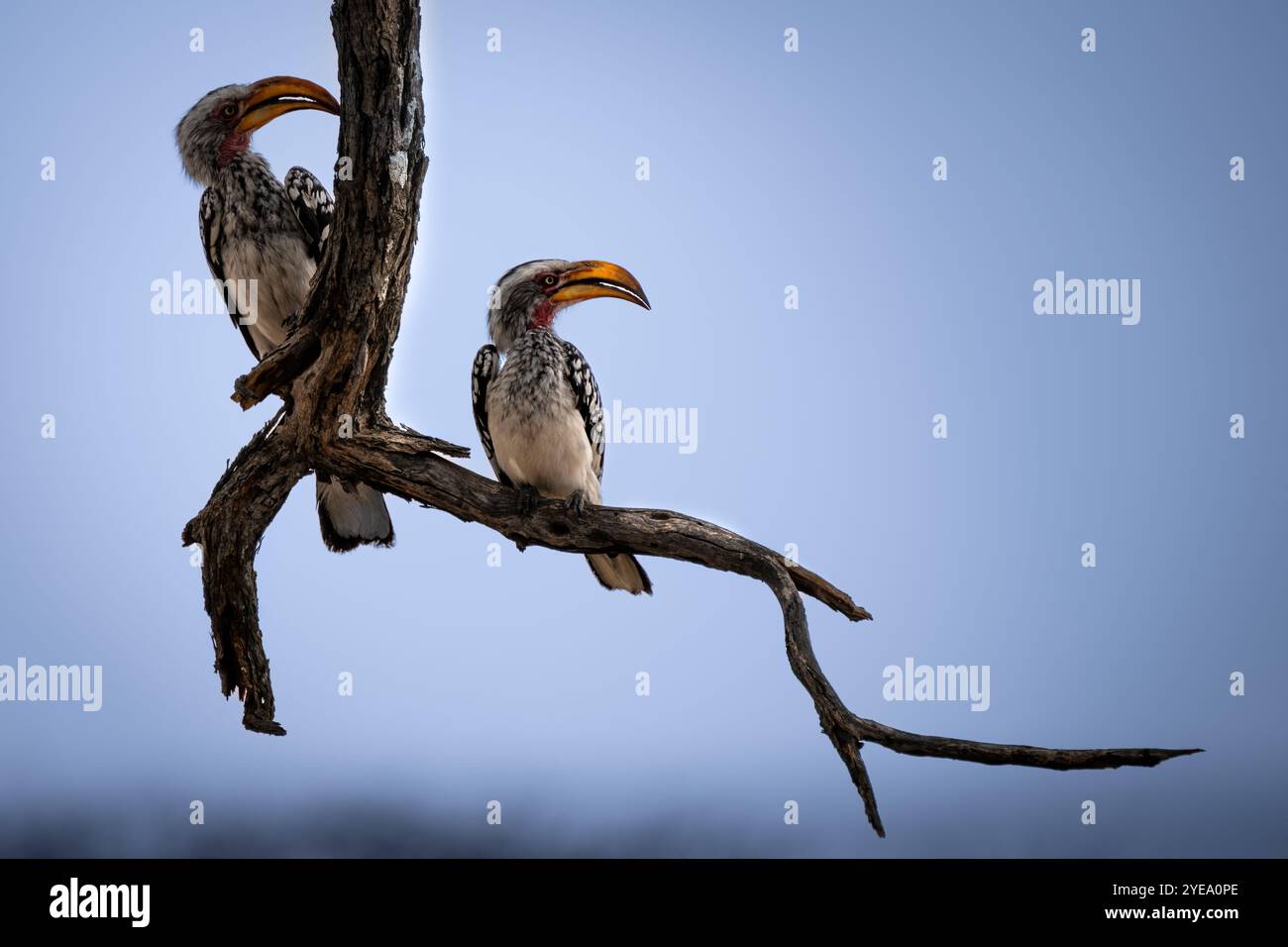 Der südliche Gelbschnabelschnabel (Tockus leucomelas) ist ein Nashornschnabel, der im südlichen Afrika vorkommt Stockfoto Der südliche Gelbschnabelschnabel (Tockus leucomelas) ist ein Nashornschnabel, der im südlichen Afrika vorkommt Stockfoto