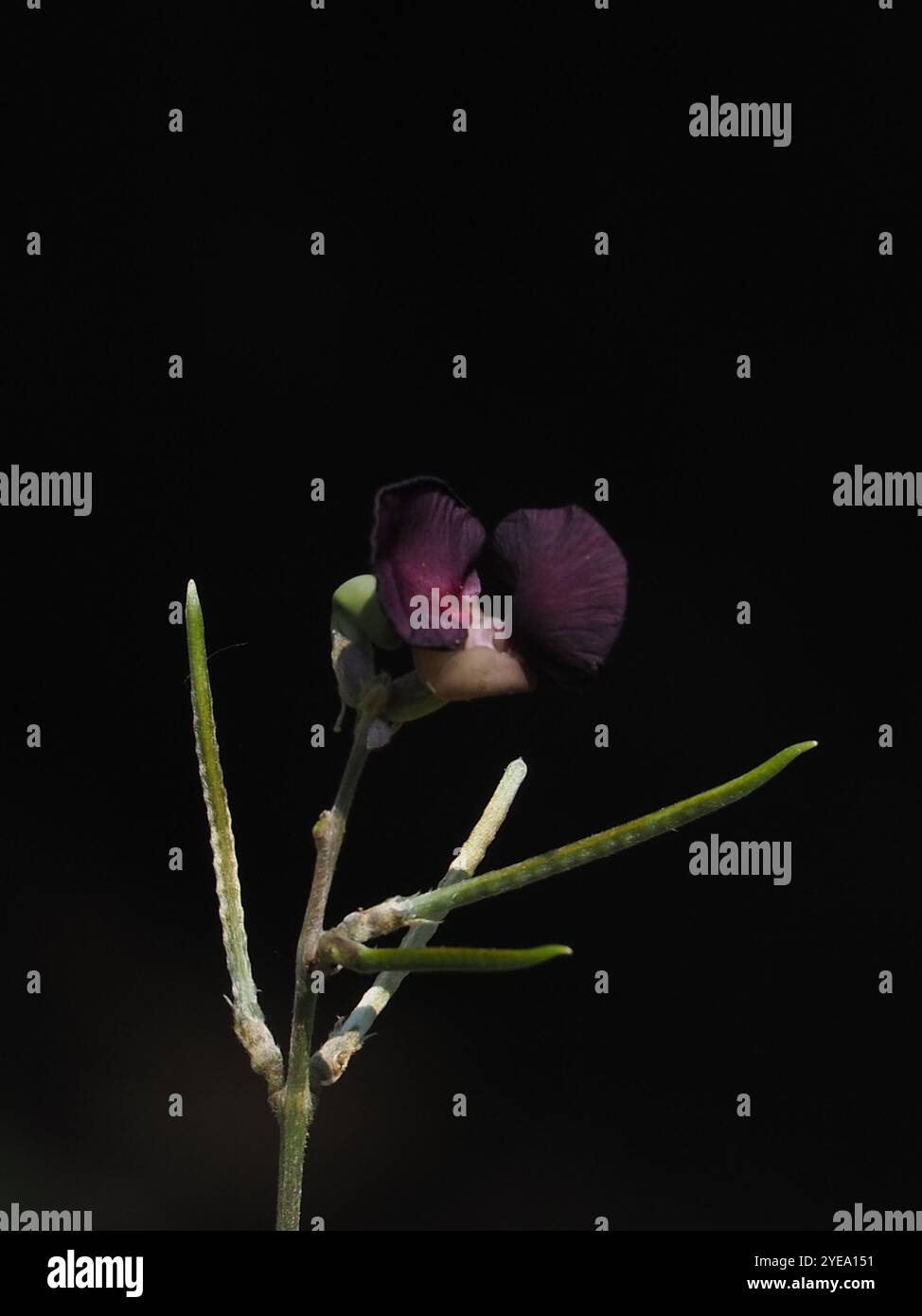 Violette Buschbohne (Macroptilium atropurpureum) Stockfoto
