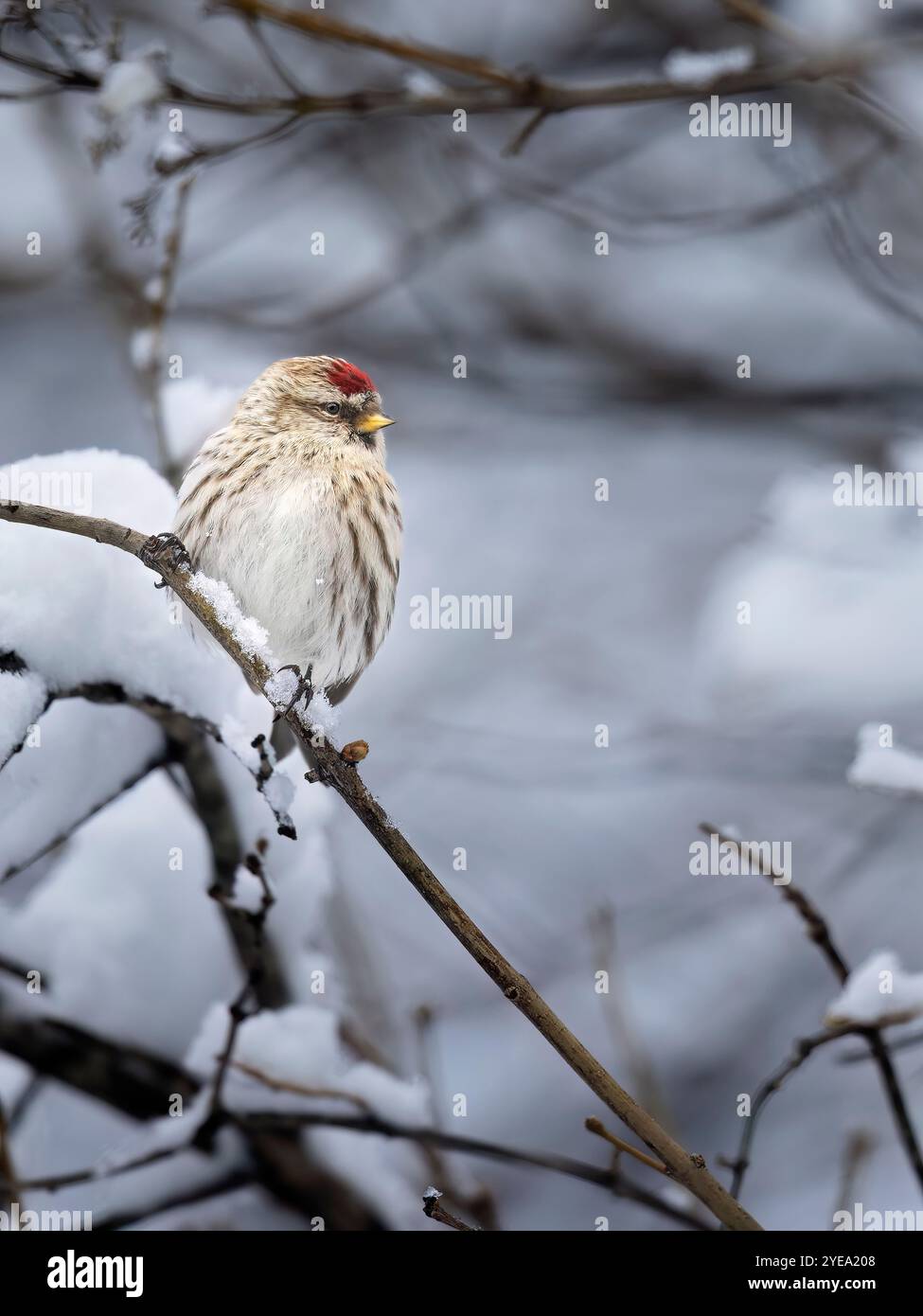Rotpoll-Weibchen (Acanthis flammea) ruht auf einem schneebedeckten Baum; Alaska, Vereinigte Staaten von Amerika Stockfoto