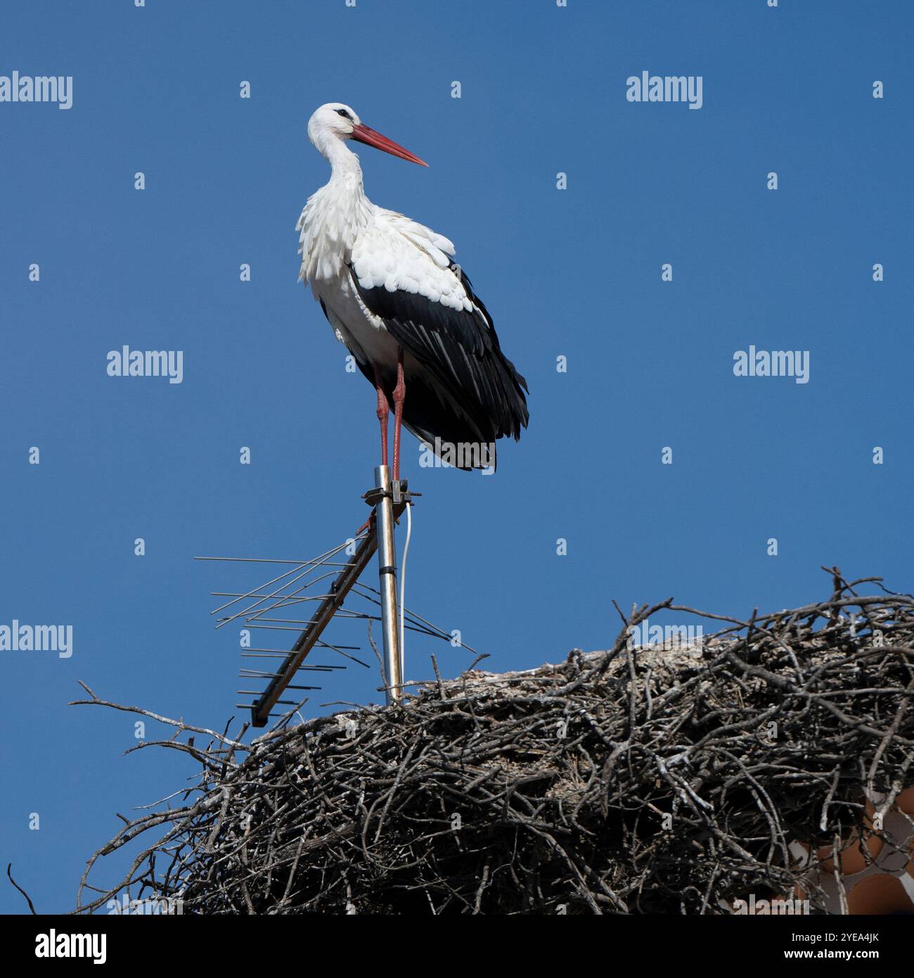Wunderschöner Storch (Ciconia ciconia), der auf einer Antenne bei einem Nest vor einem blauen Himmel auf einem Dach in Comporta thront, einer Freguesie und einem Dorf in der munic... Stockfoto