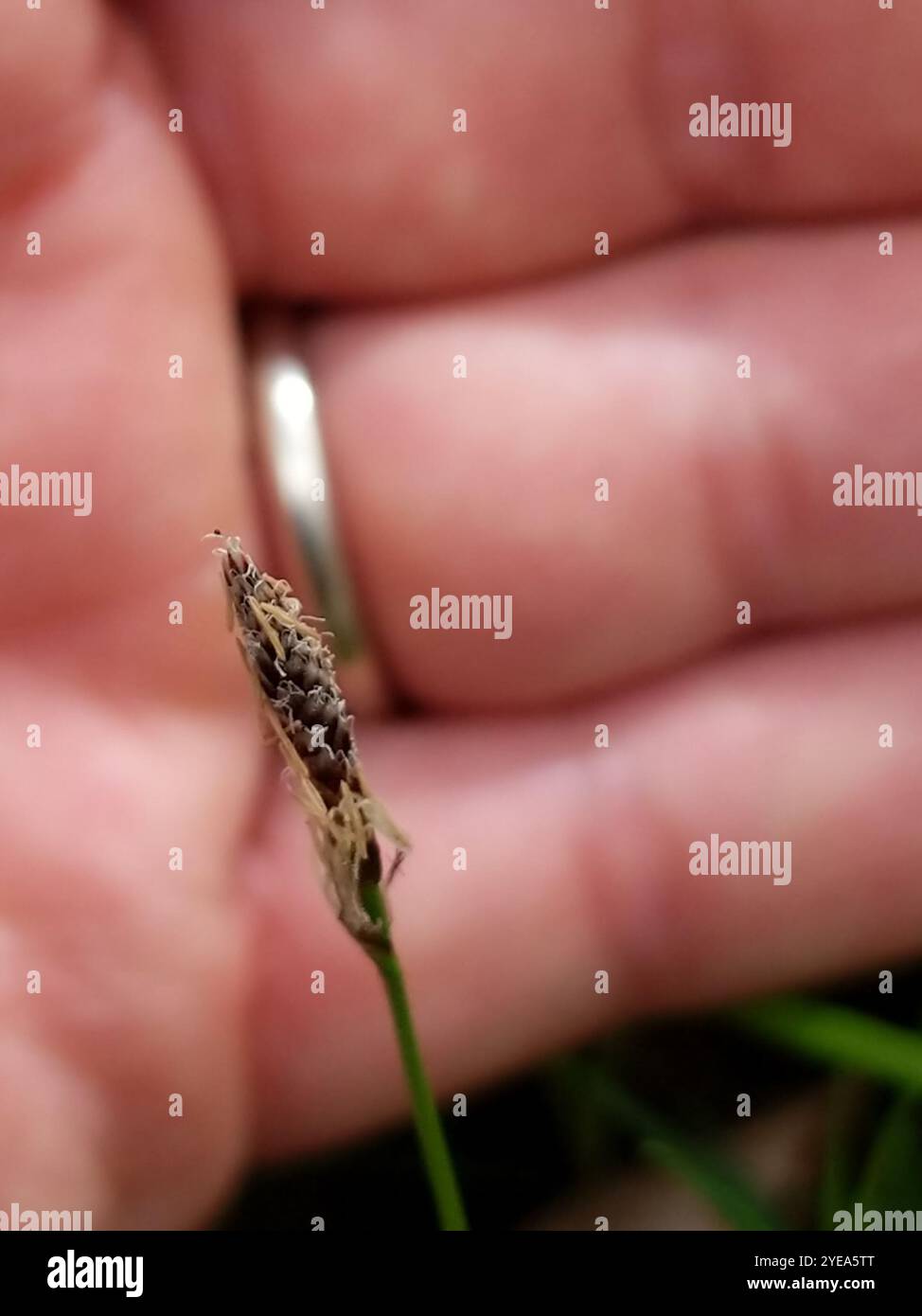 Pennsylvania Segge (Carex pensylvanica) Stockfoto