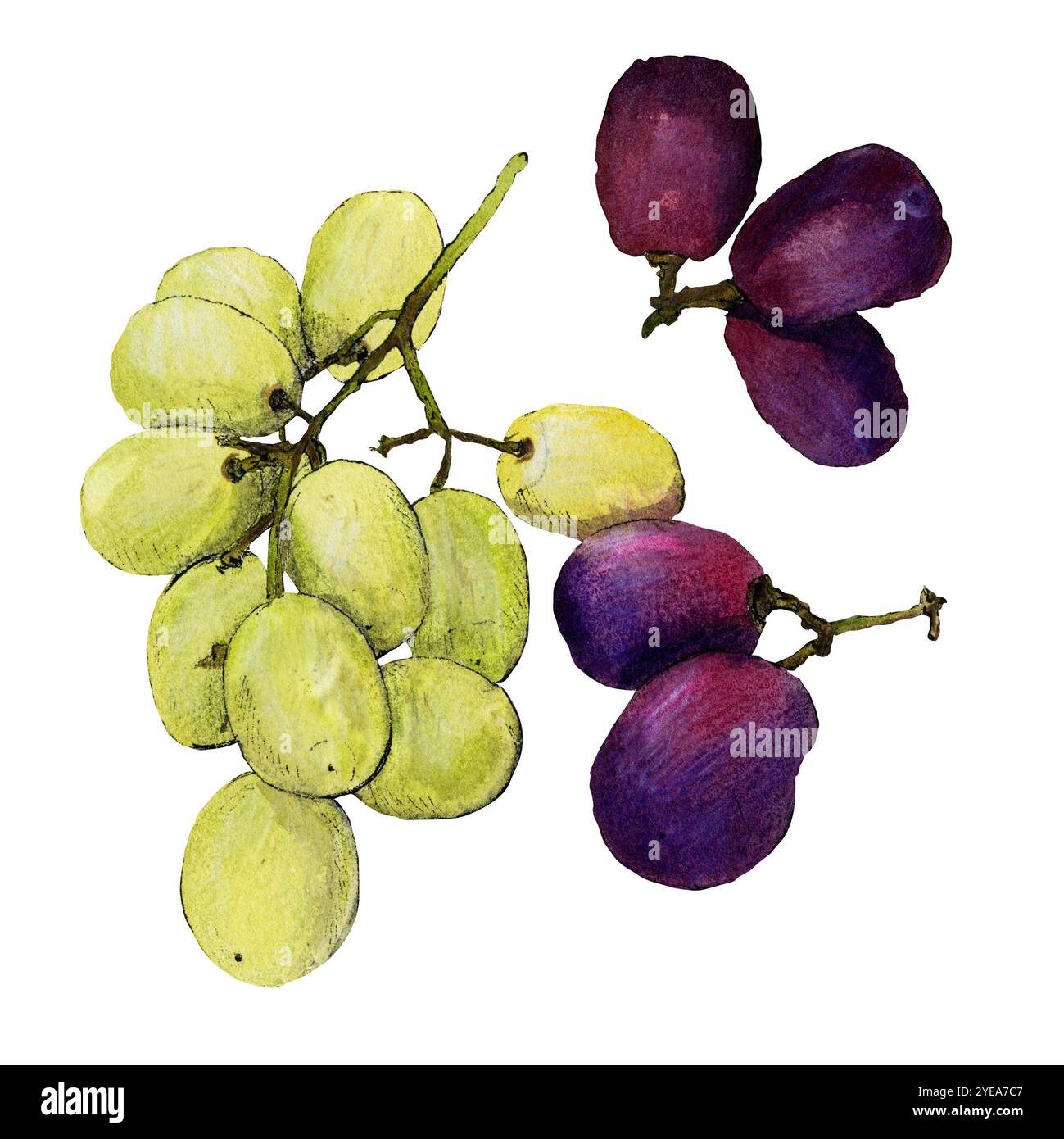 Aquarellskizze von grünen und roten Trauben isoliert auf weißem Hintergrund. Hochwertige Fotos Stockfoto