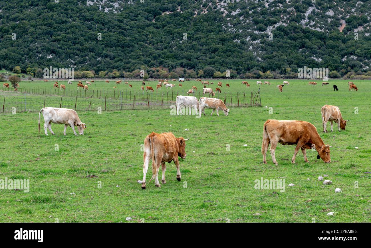 Eine große Graswiese, ein Feld, mit einer großen Herde von Nutzvieh, die sich vom grünen Gras ernährt. Stockfoto