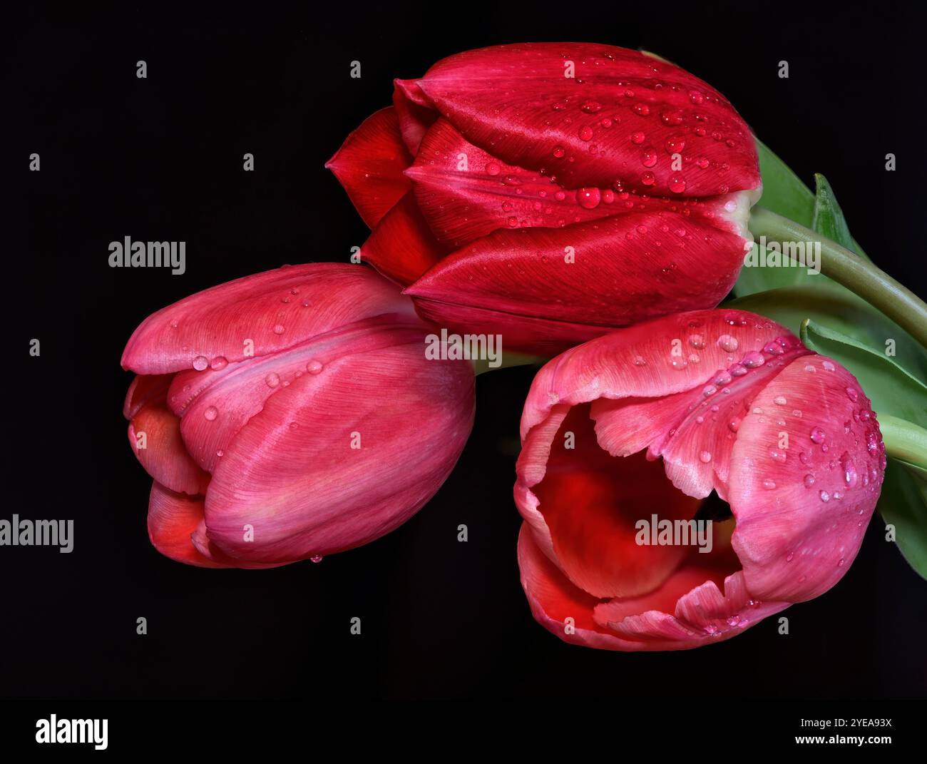 Drei rote Tulpen (Tulipa) mit Wassertropfen auf schwarzem Hintergrund; Studio Stockfoto