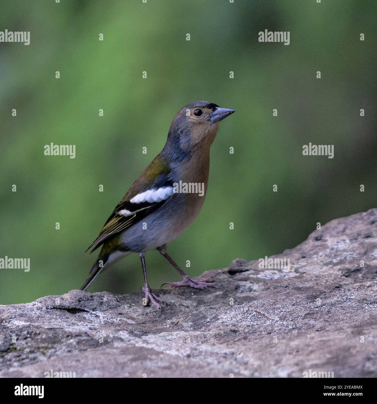 Wunderschöner Vogel auf einem Felsen mit grünem Laub; Calheta, Madeira, Portugal Stockfoto