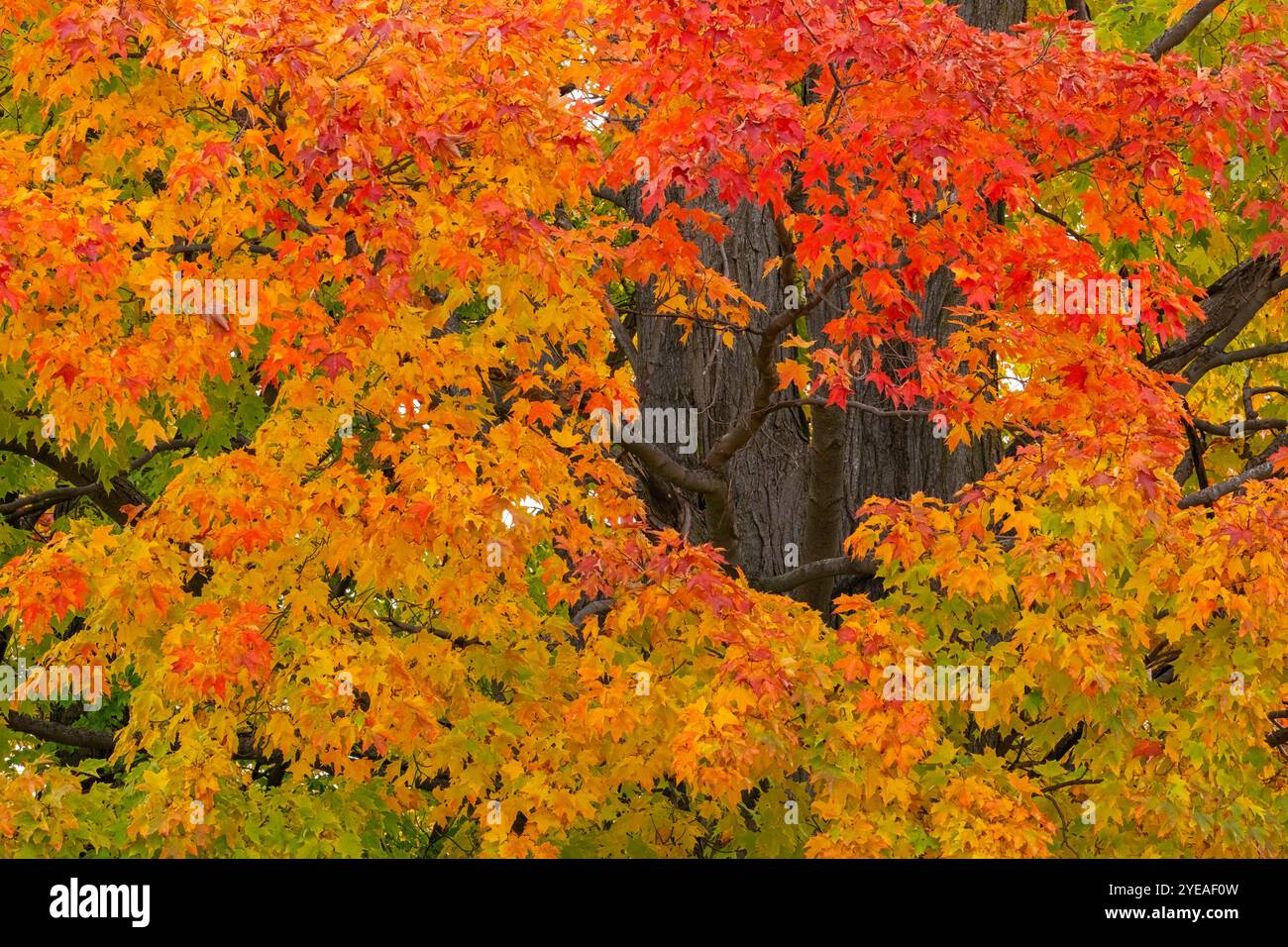 Ontario Herbstfarben im Herbst. Lebendige Bäume schaffen eine wunderschöne Farbpalette von Künstlern; London, Ontario, Kanada Stockfoto