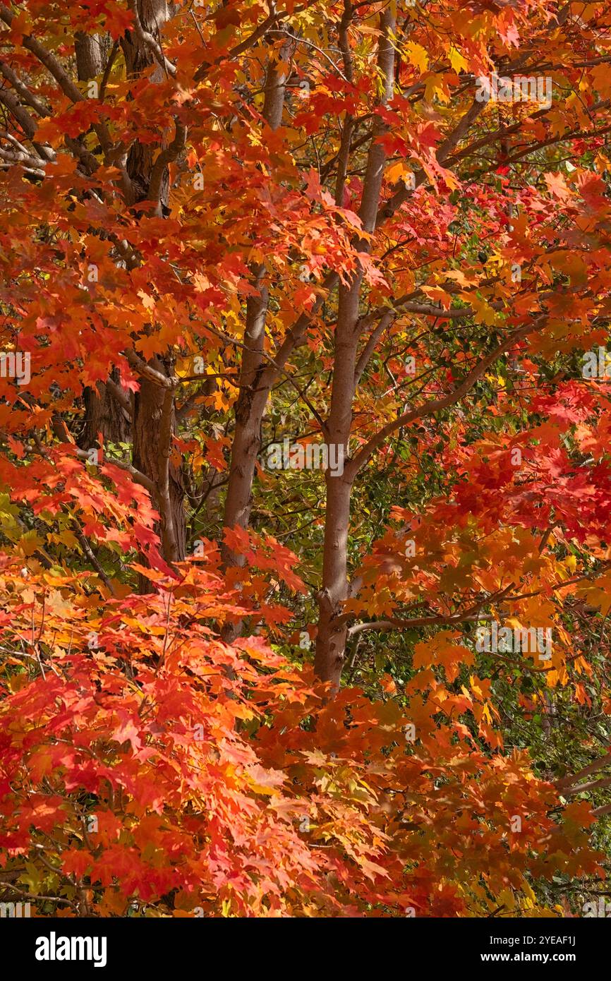 Ontario Herbstfarben im Herbst. Lebendige Bäume schaffen eine wunderschöne Farbpalette von Künstlern; London, Ontario, Kanada Stockfoto