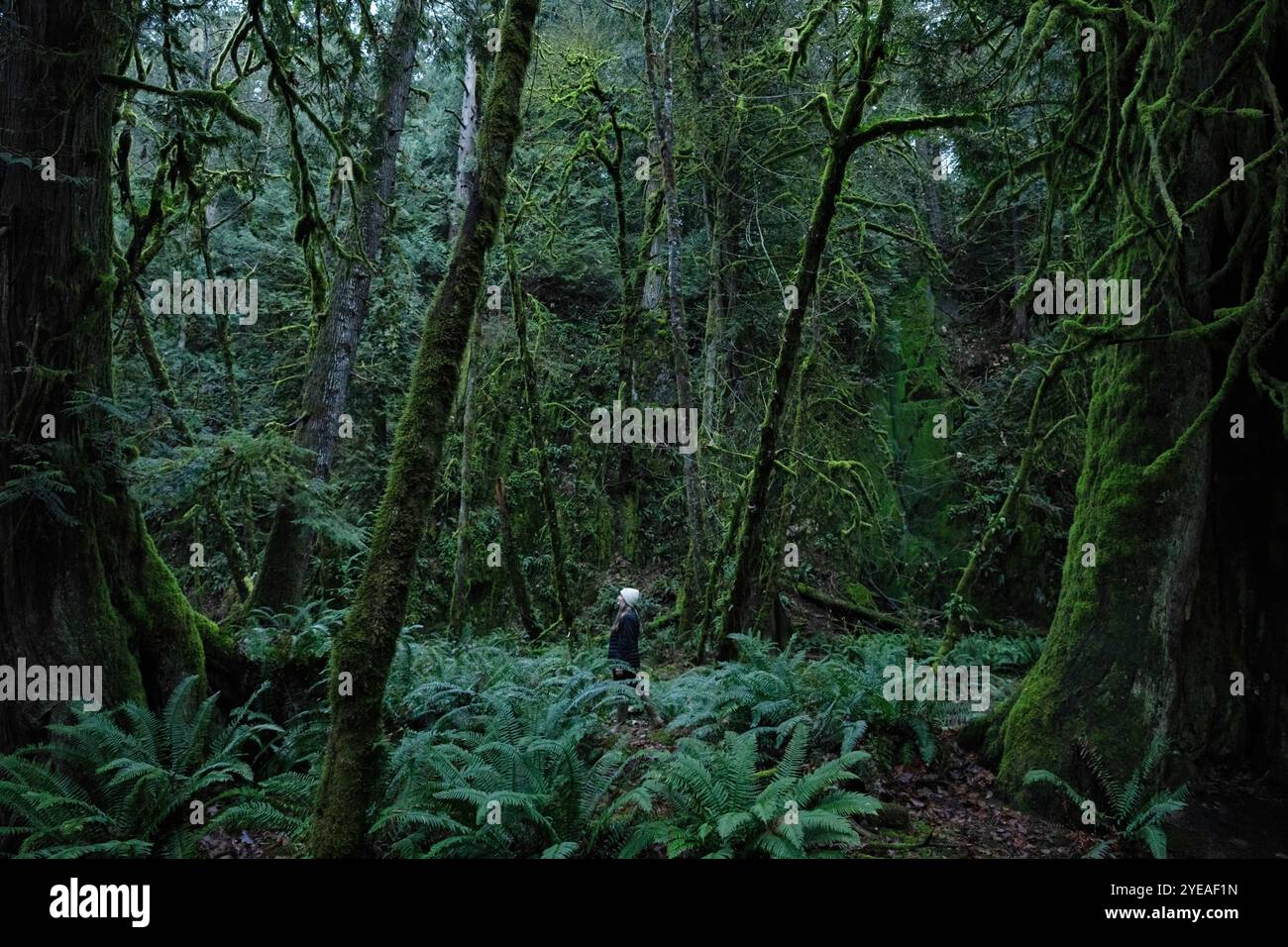 Frau, die durch den üppigen Regenwald des Goldstream Provincial Park auf Vancouver Island spaziert. In einer Welt voller Grün kann man sich leicht verirren Stockfoto