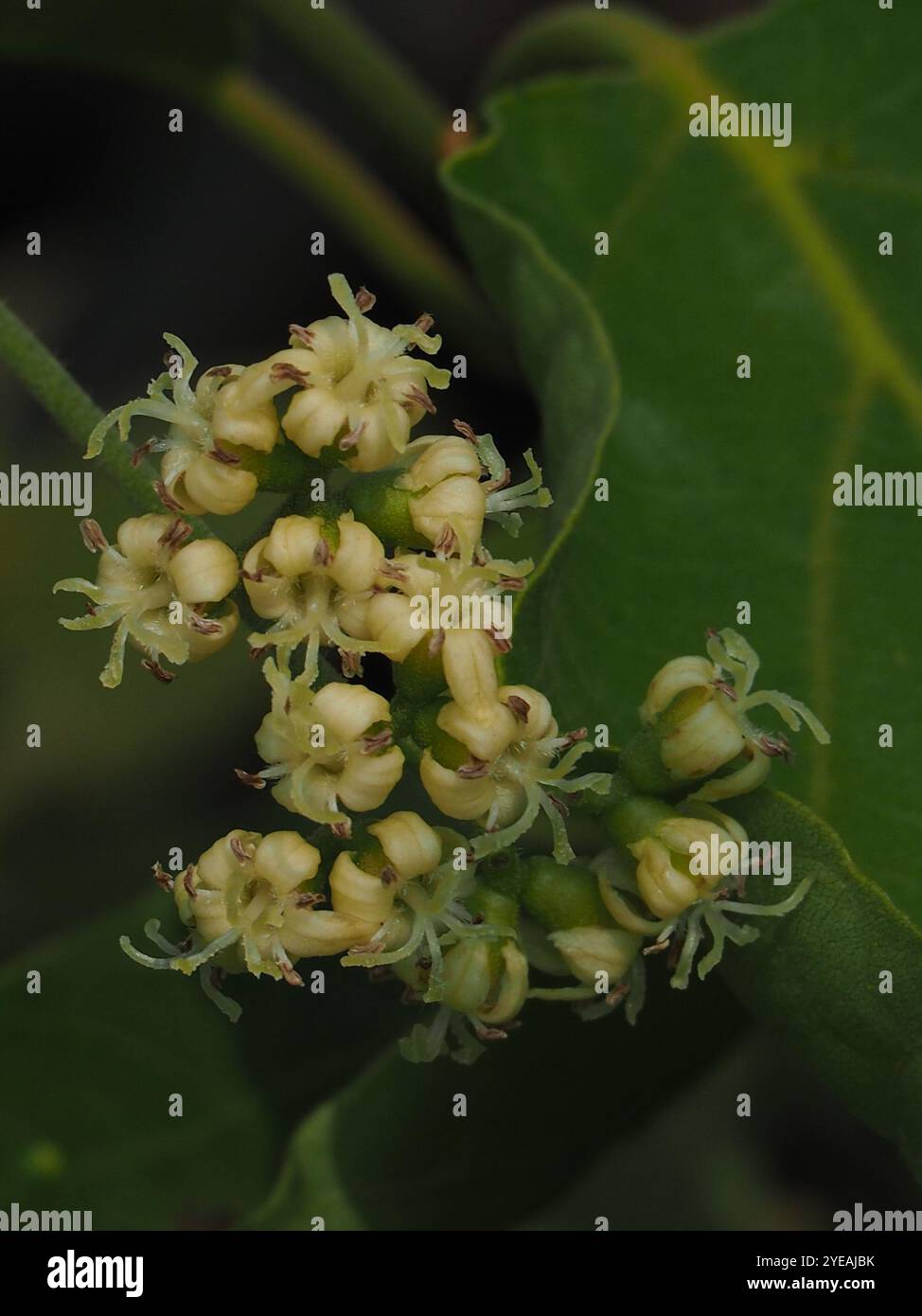 Kirschblüte (Cordia dichotom) Stockfoto