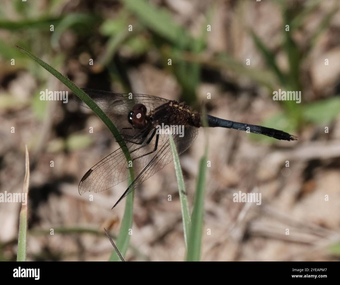 Little Blue Dragonlet (Erythrodiplax minuscula) Stockfoto
