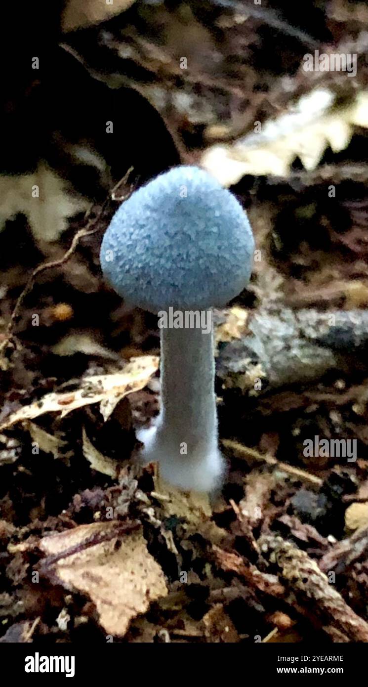 Blauer Pinkgill (Entoloma hochstetteri) Stockfoto