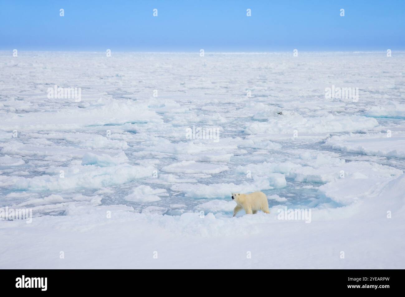 Einsamer Eisbär (Ursus maritimus) jagt auf Packeis / Treibeis im Arktischen Ozean entlang der Svalbardküste, Spitzbergen, Norwegen Stockfoto