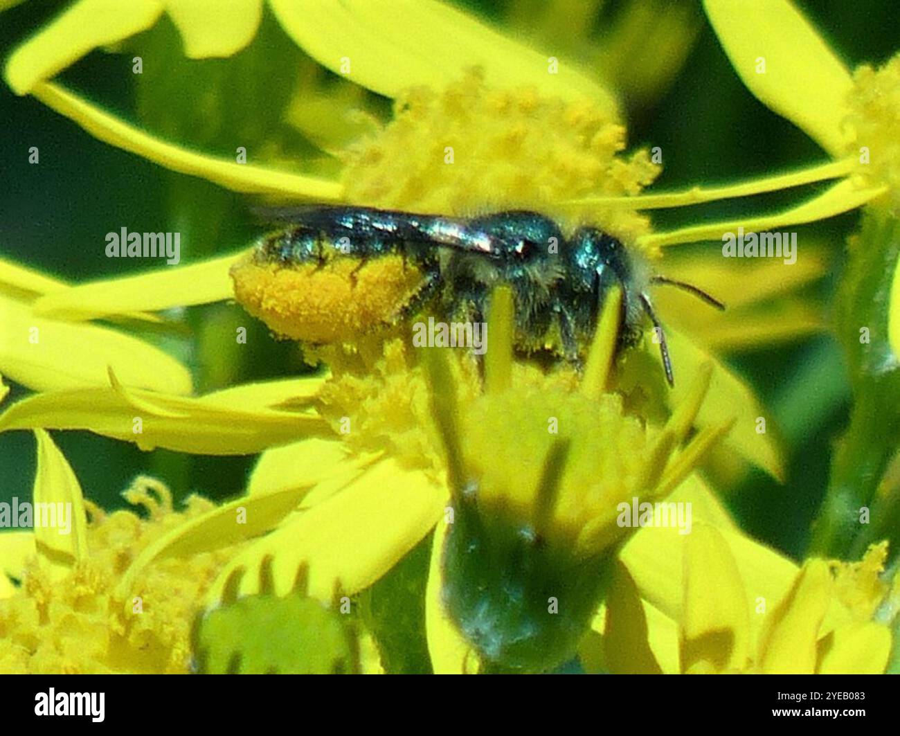 Blaue Orchardbiene (Osmia lignaria) Stockfoto