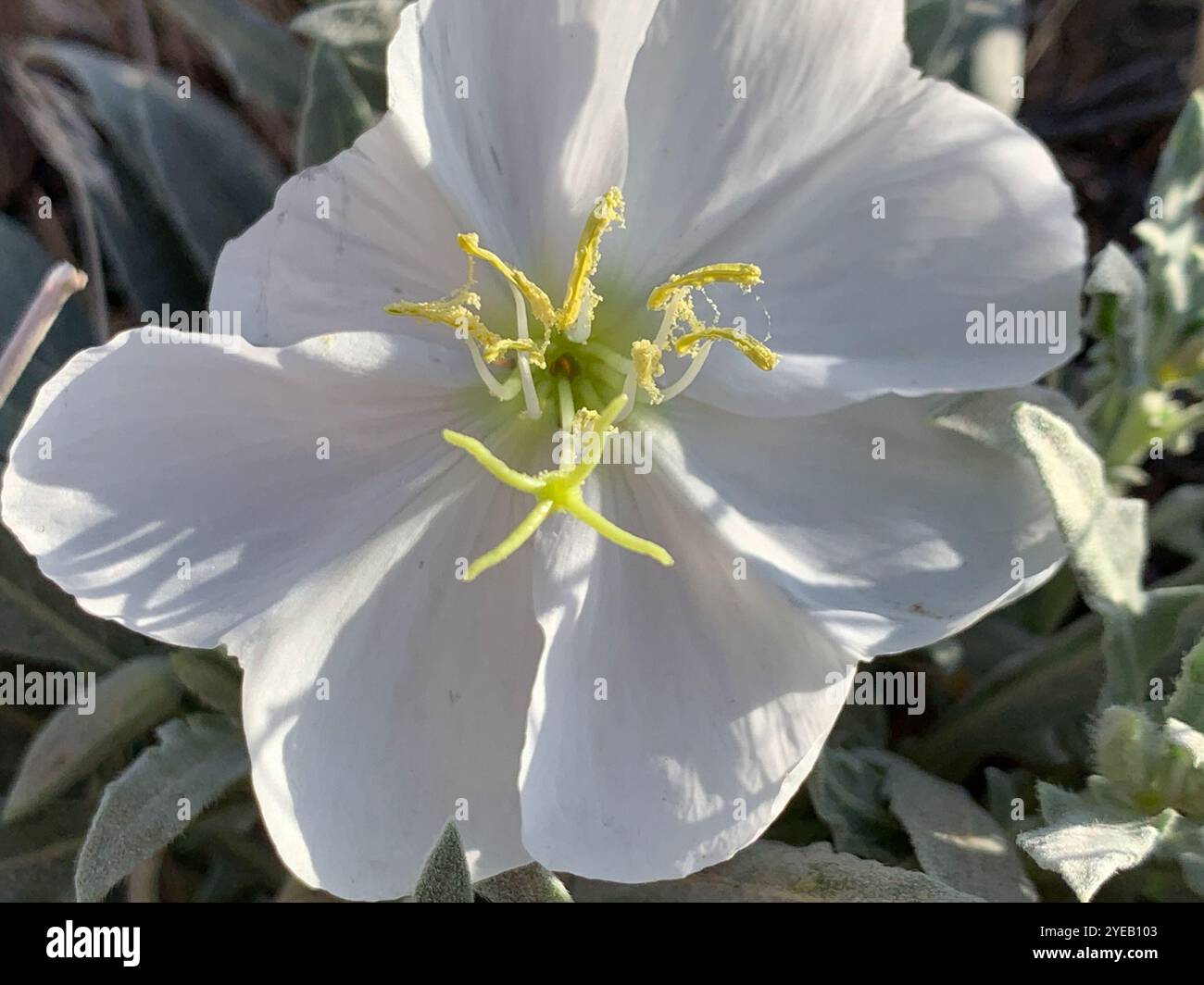 Kalifornische Nachtkerze (Oenothera californica) Stockfoto