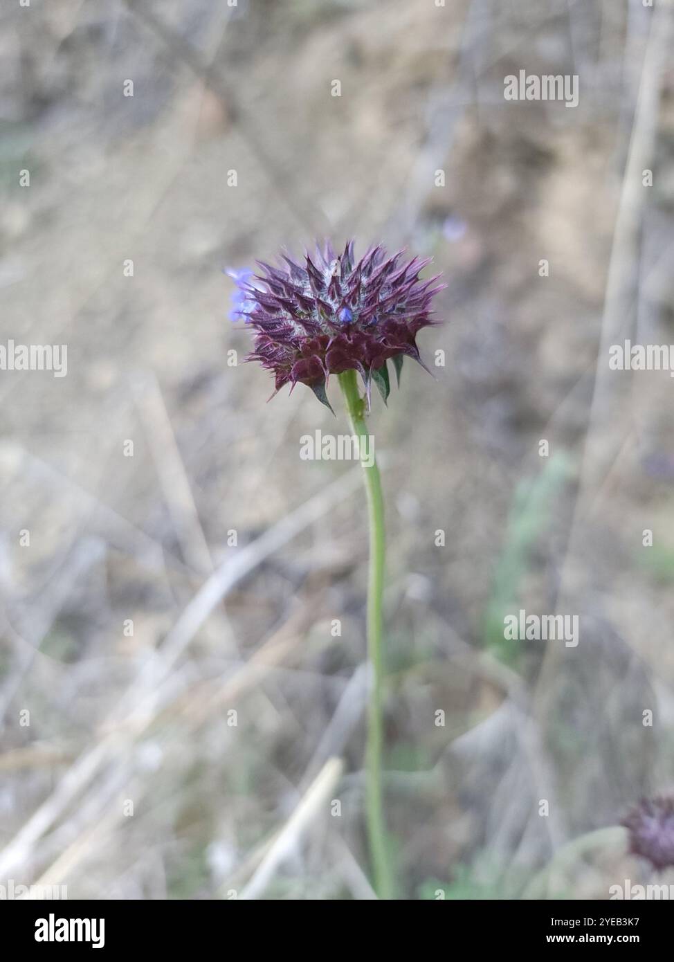 Chia (Salvia columbariae) Stockfoto