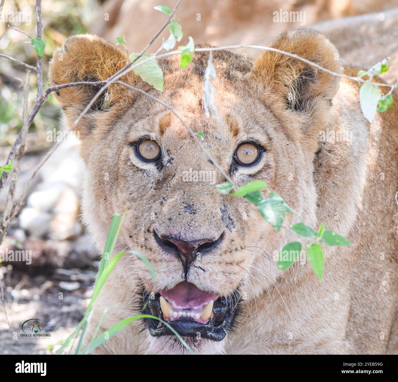 Löwin blickte direkt in die Kamera im Masai Mara National Reserve, während einer Pirschfahrt während der großen Gnus-Wanderung am Mara Stockfoto