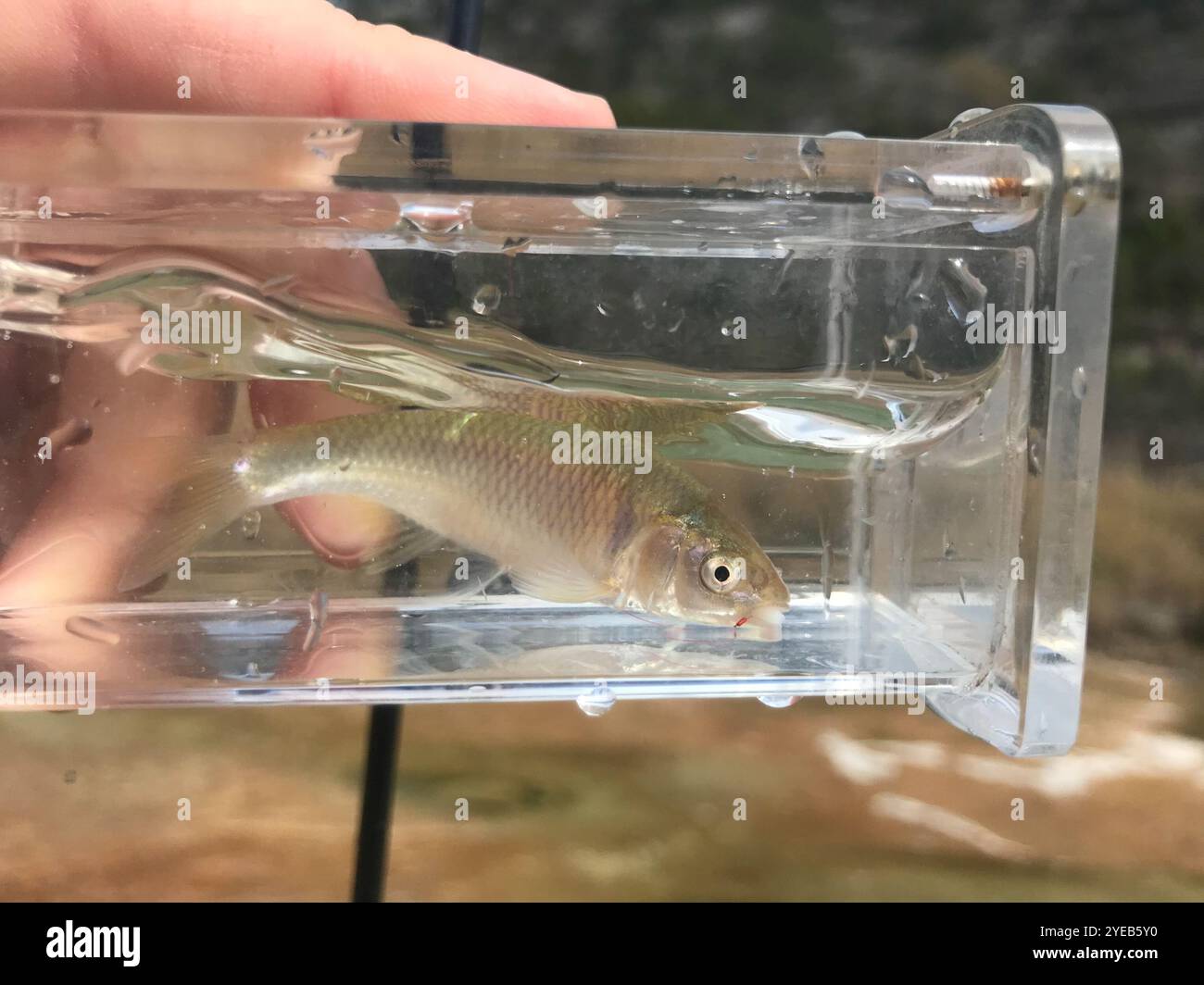 Rot glänzend (Cyprinella lutrensis) Stockfoto