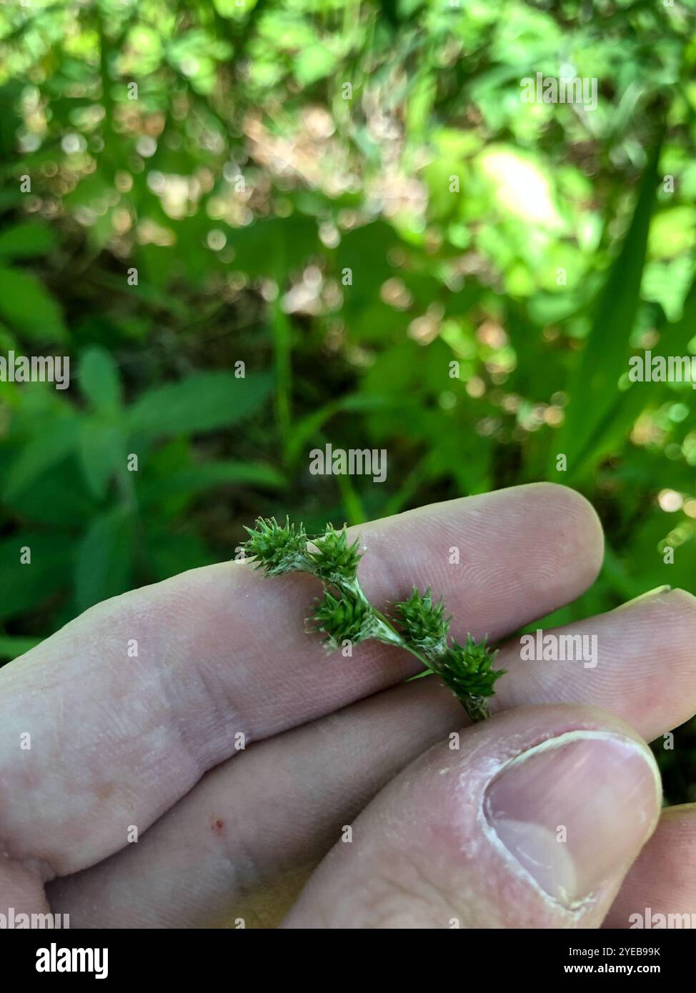 Segen (Carex festucacea) Stockfoto