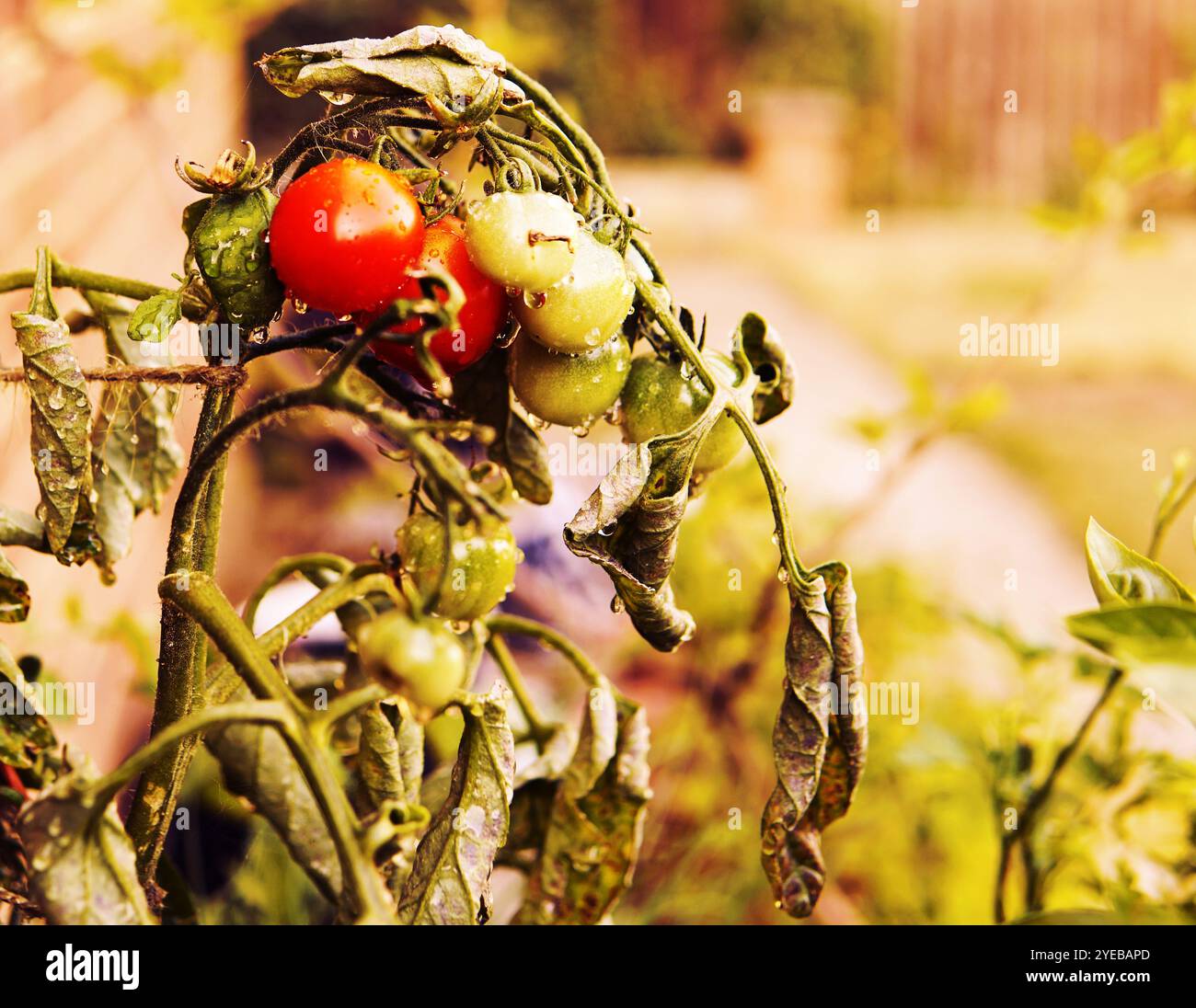 Tomaten, die auf Weinreben im heimischen Garten wachsen, um biologisch zu wachsen Stockfoto