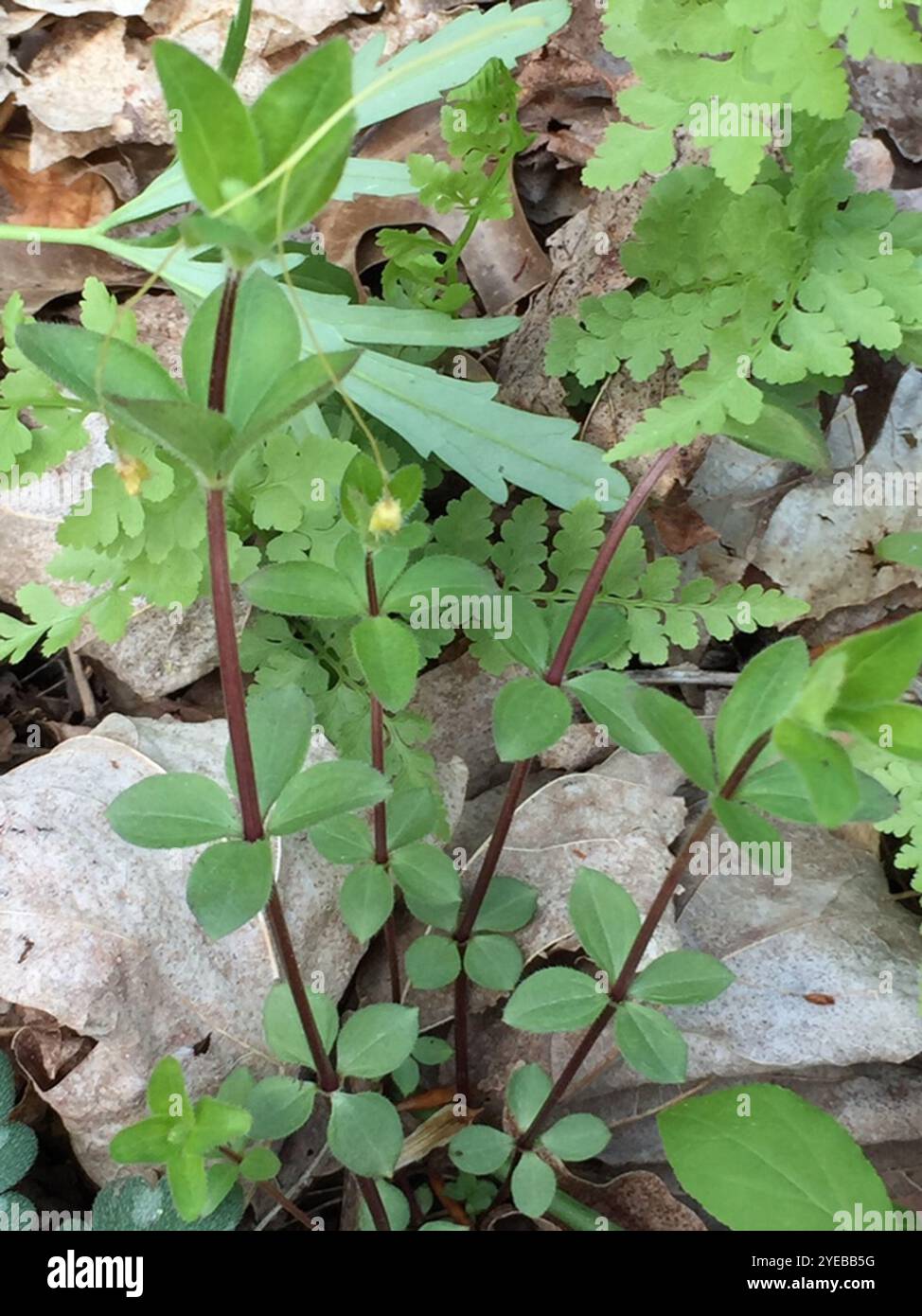 Lakritzbettstroh (Galium circaezans) Stockfoto