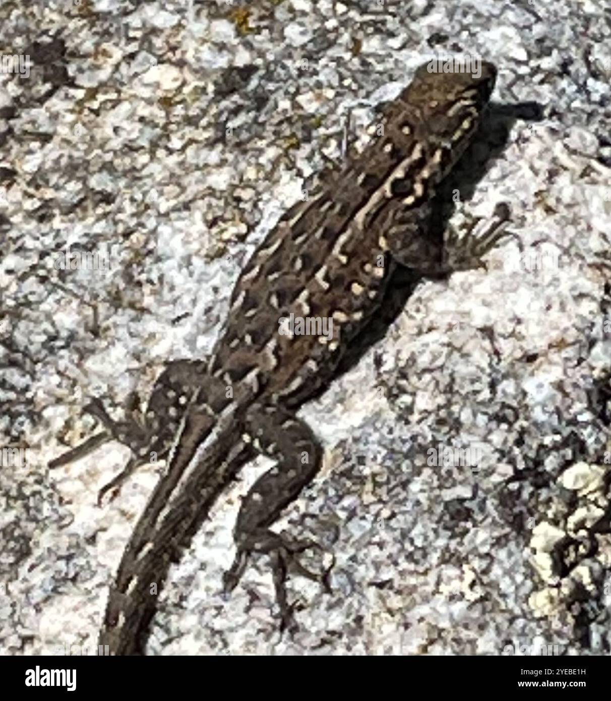 Westliche Seitenflosse (Uta stansburiana elegans) Stockfoto